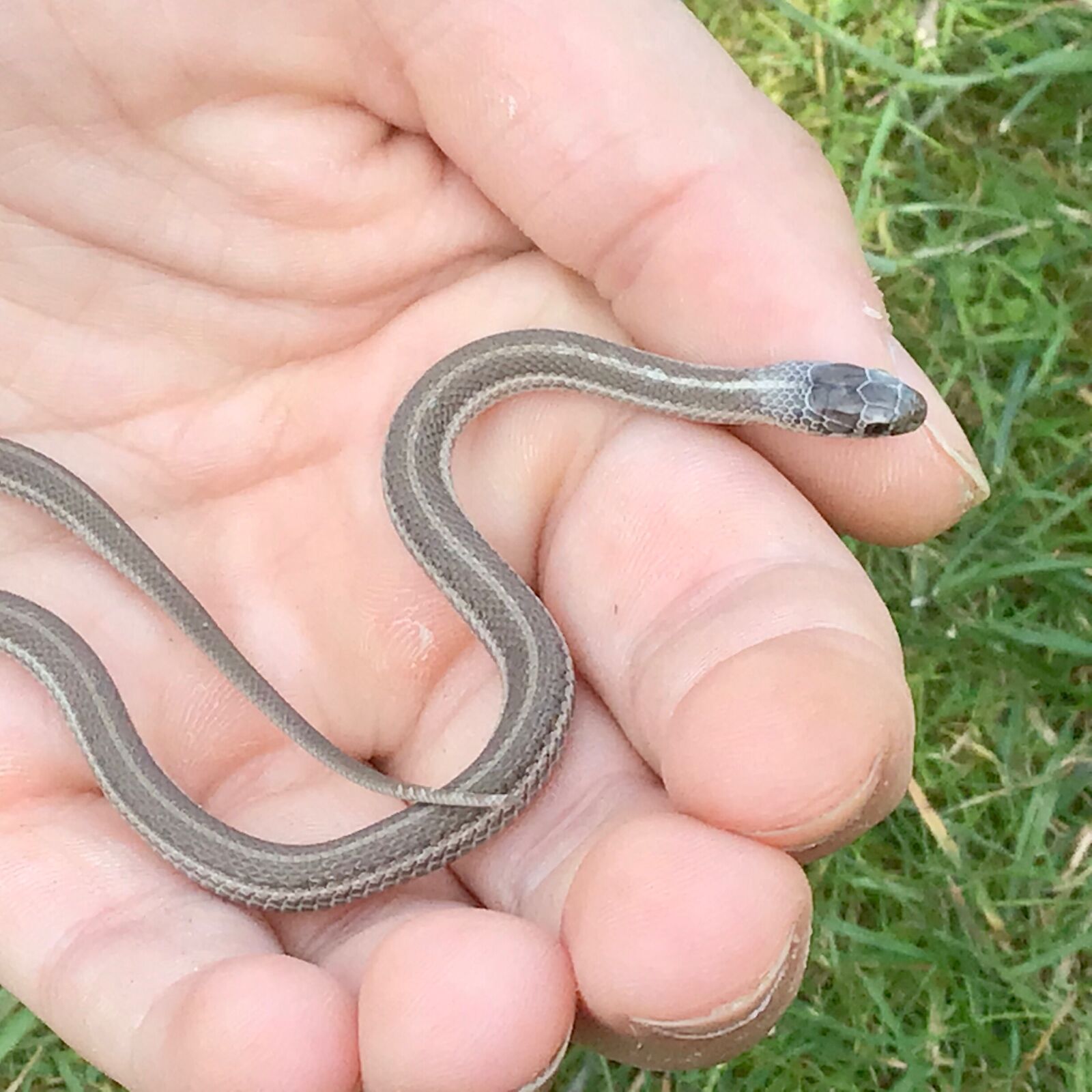 Apple iPad (6th generation) sample photo. Snake, baby snake, hand photography
