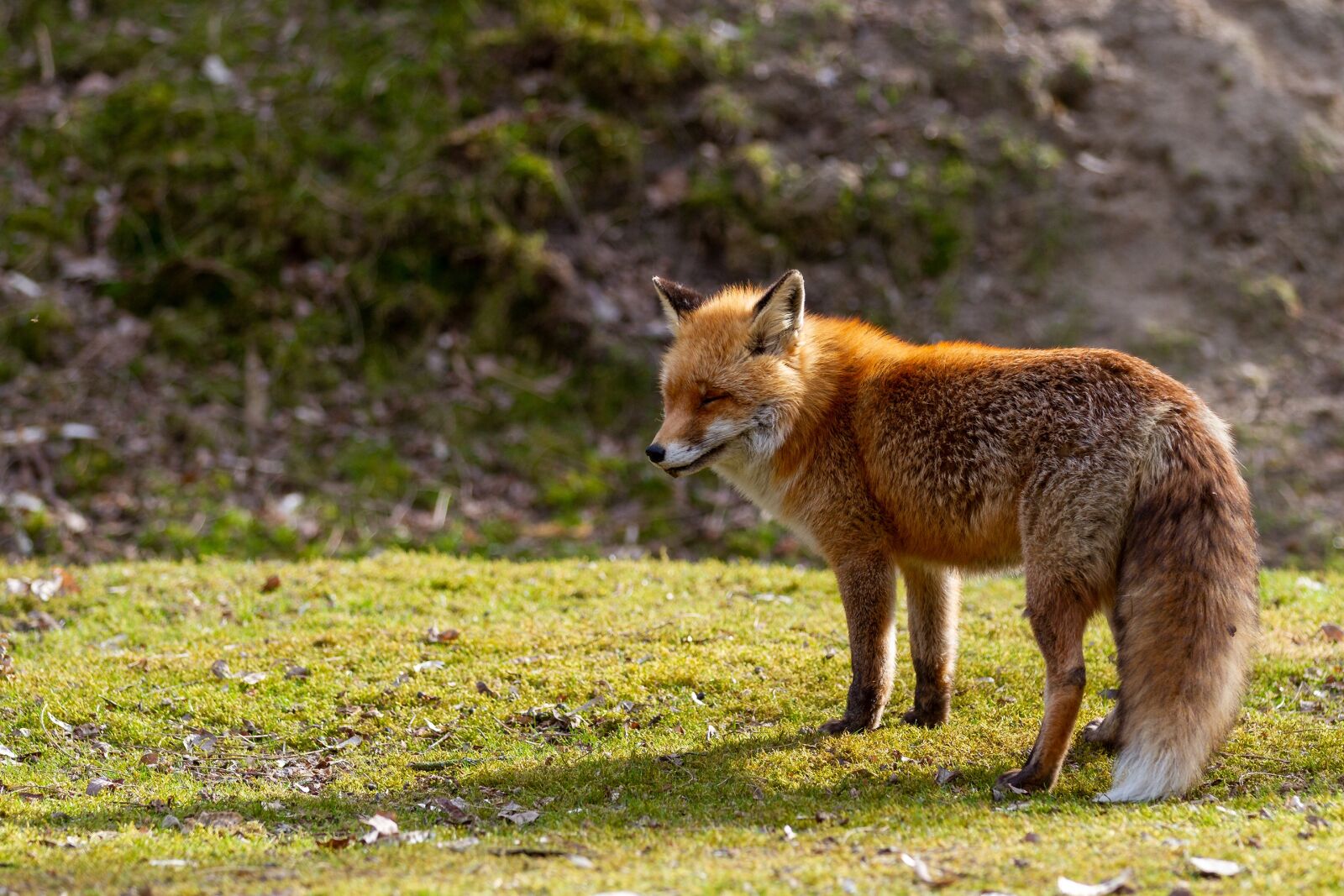 Canon EOS 7D sample photo. Animal world, nature, mammal photography