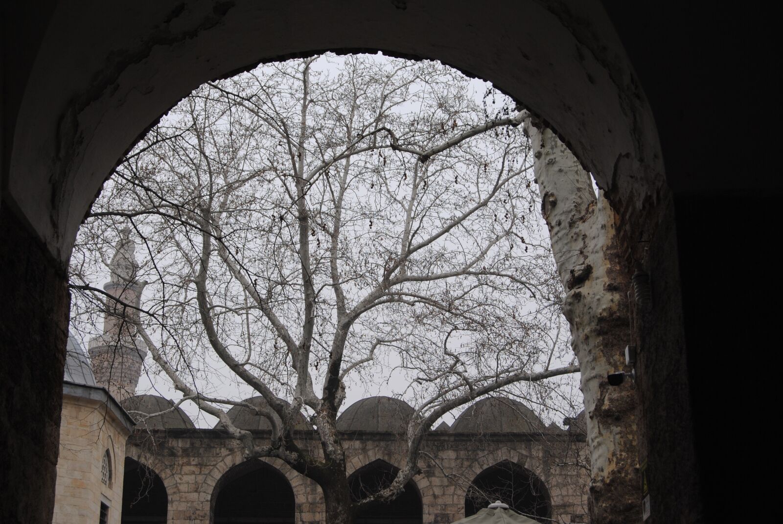 Nikon D3000 sample photo. Tree, koza, han photography
