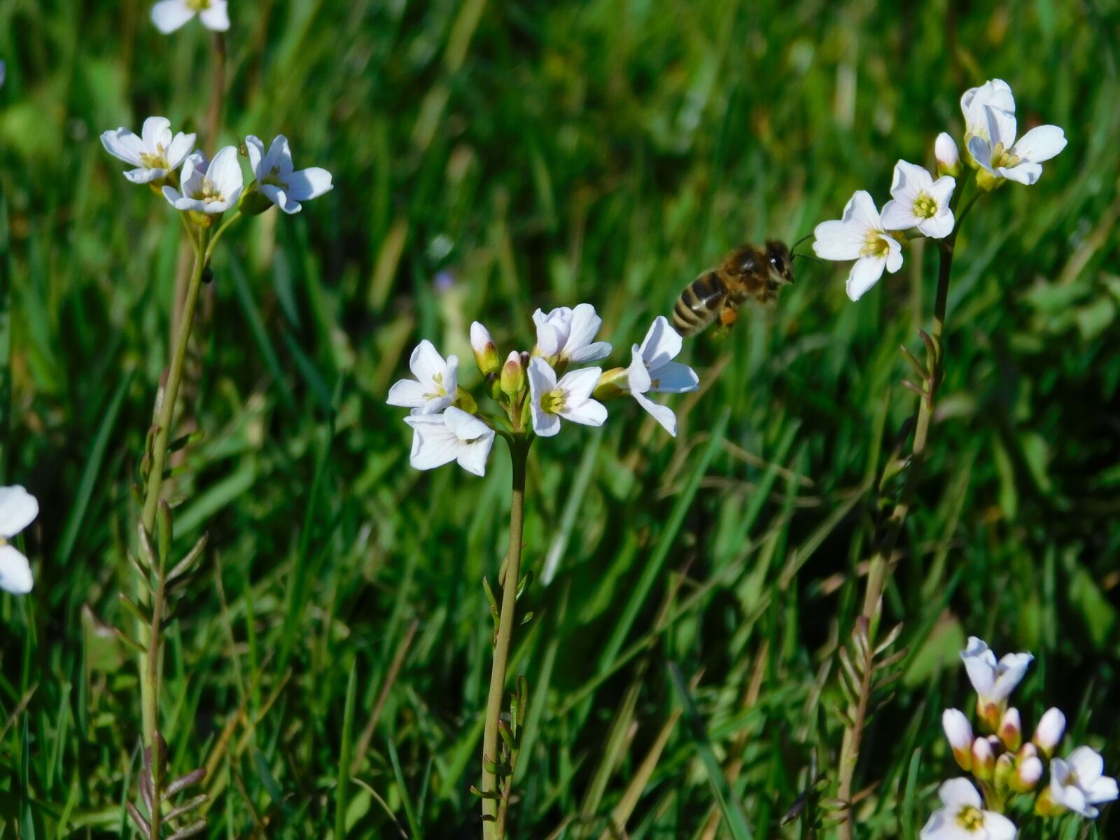 Nikon Coolpix B500 sample photo. Spring, bees, flowers photography