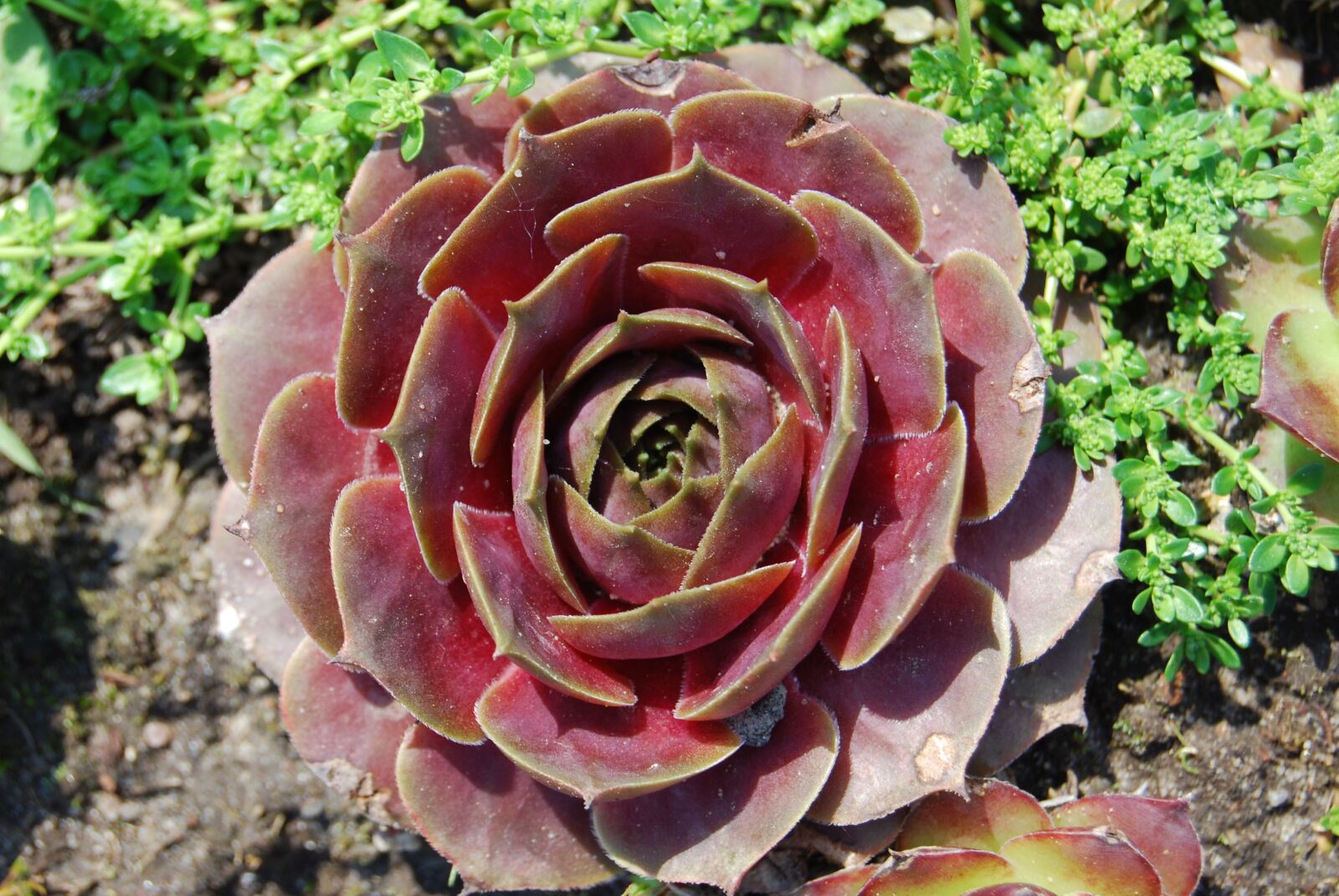 Nikon D60 sample photo. Flower, stone rose, garden photography