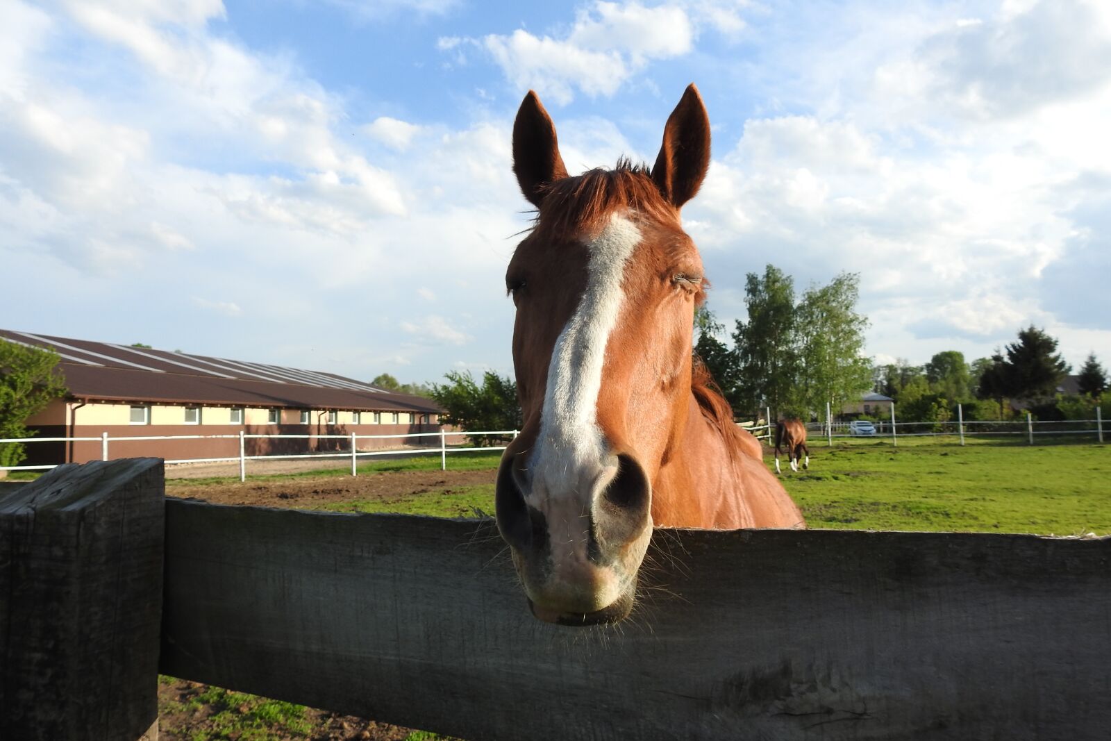 Nikon Coolpix P900 sample photo. Farm, horse, lawn photography