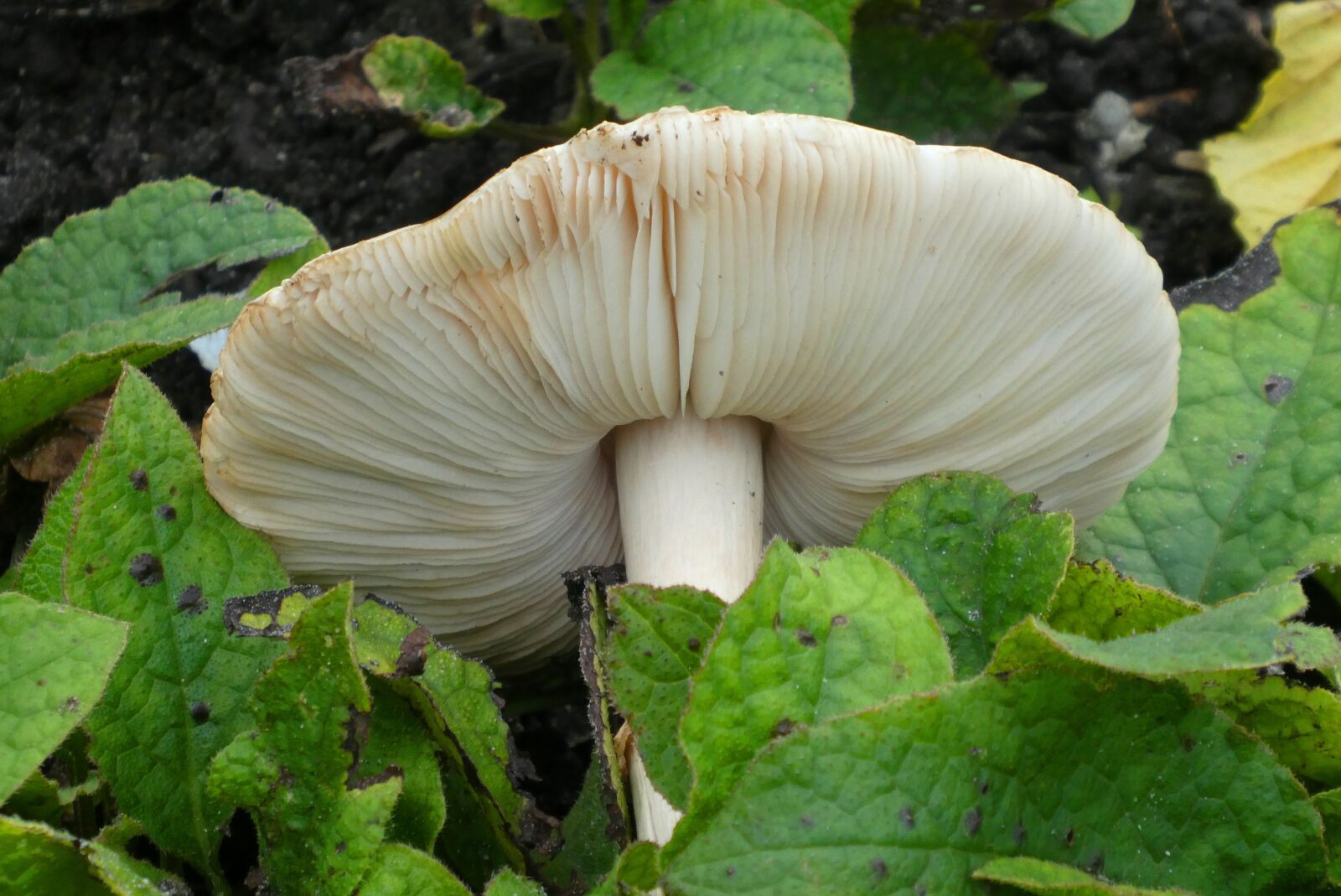 Panasonic Lumix DC-ZS70 (Lumix DC-TZ90) sample photo. Mushroom, pictures, tracks photography