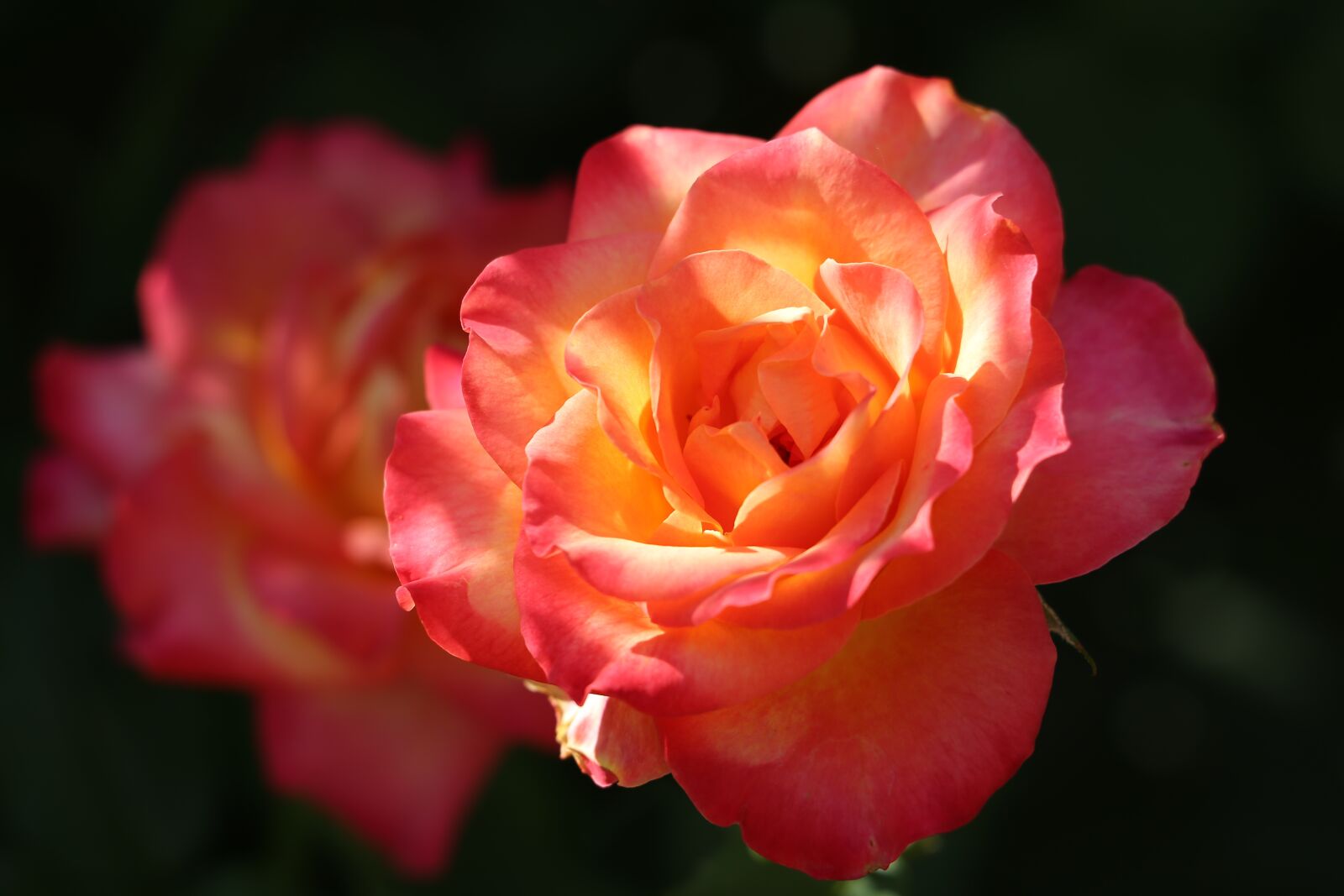 Canon EF 70-300 F4-5.6 IS II USM sample photo. Red yellow roses, alinka photography