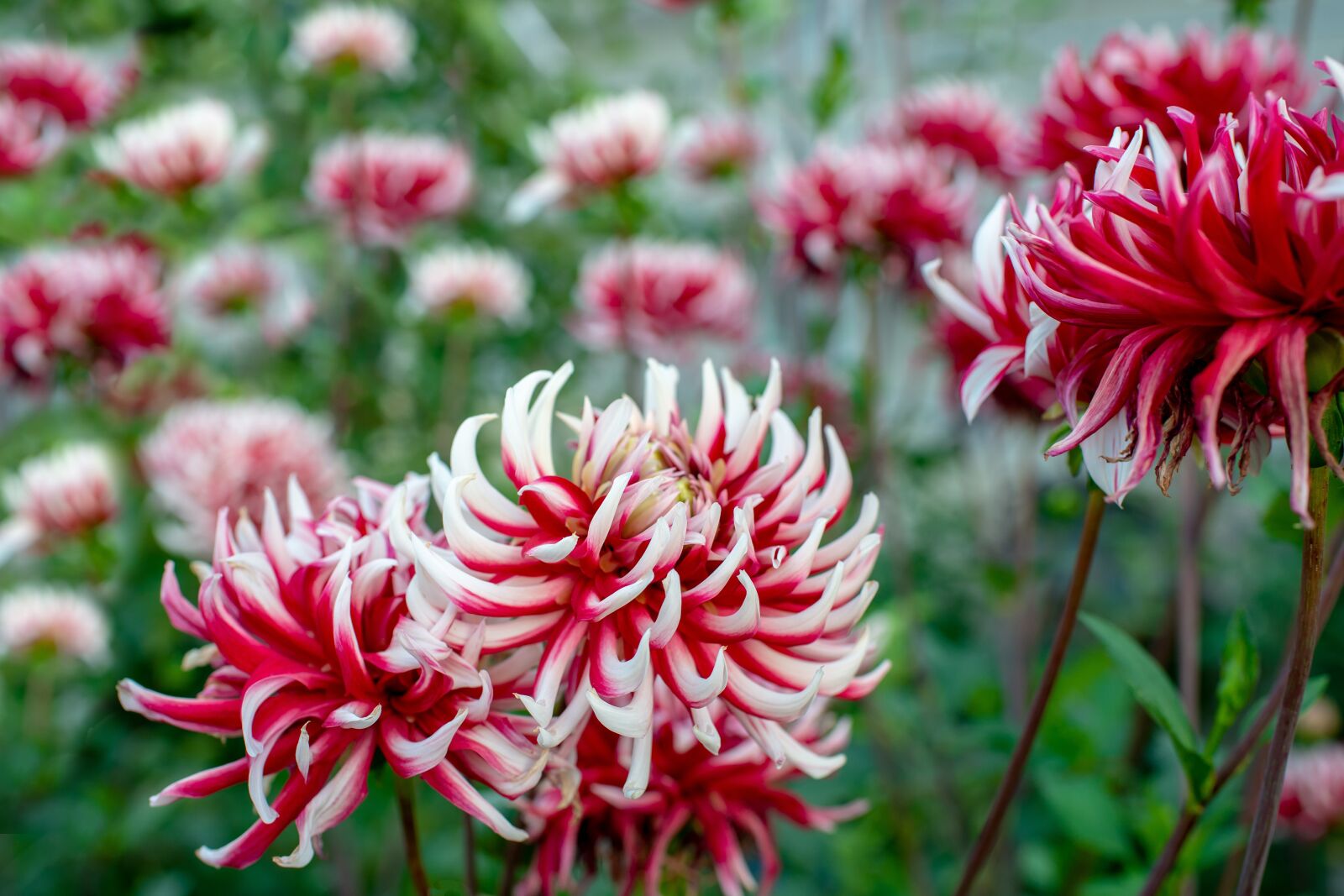 Nikon D800 sample photo. Flowers, white-red, field flowers photography