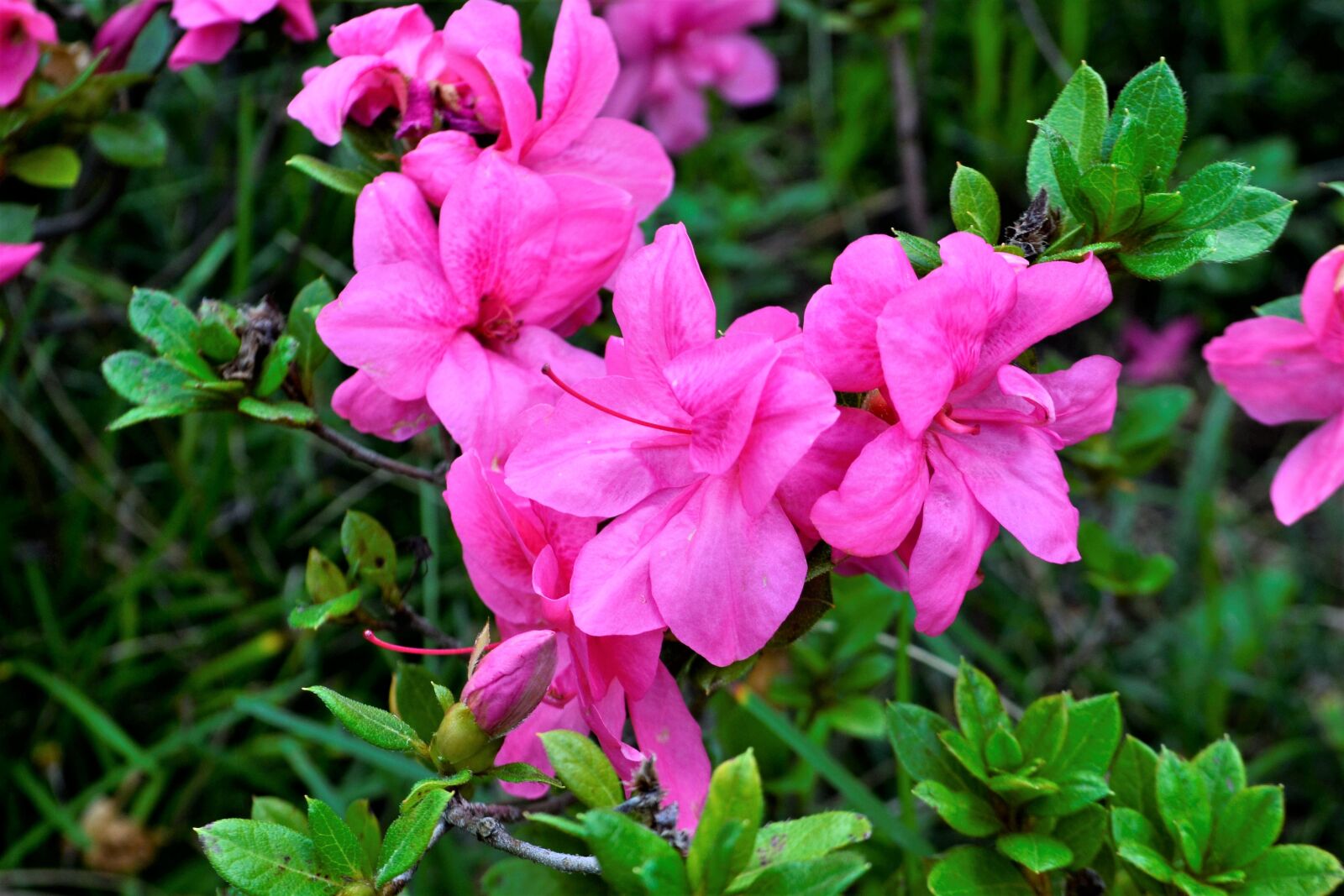Nikon D3100 sample photo. Flower, purple, purple flower photography