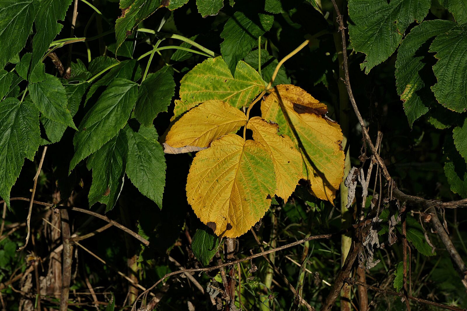 Panasonic Lumix DMC-FZ1000 sample photo. Autumn, leaves, autumn colours photography