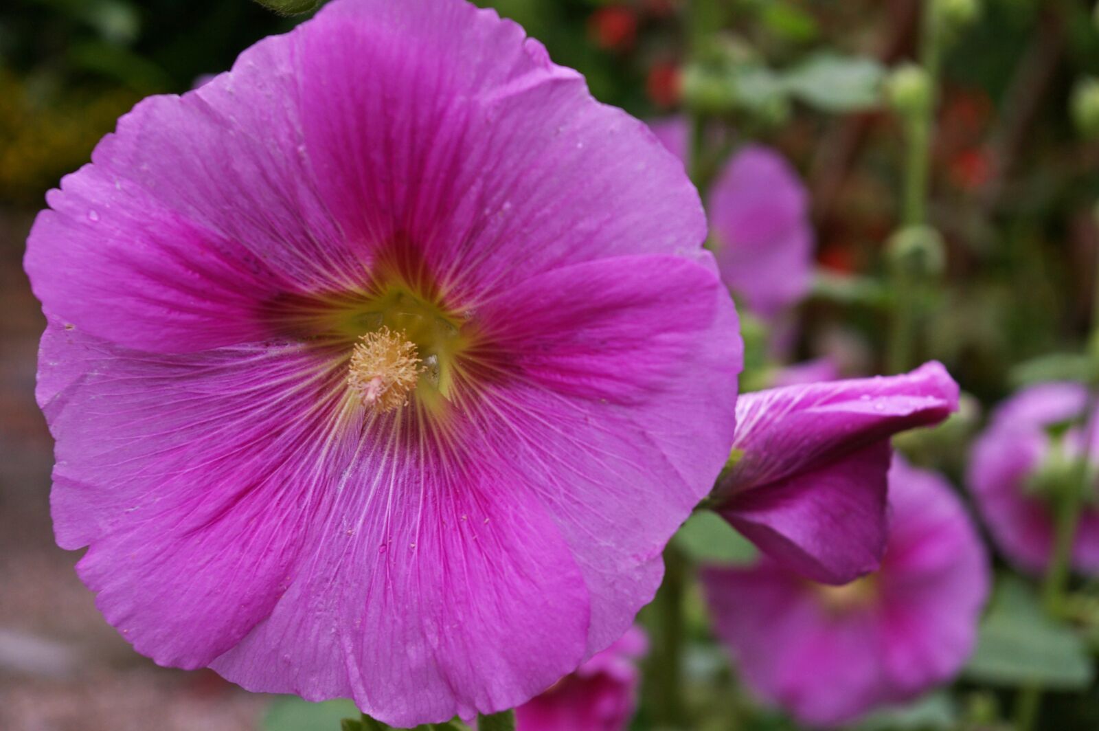 Pentax *ist DL2 sample photo. Stock rose, cottage garden photography