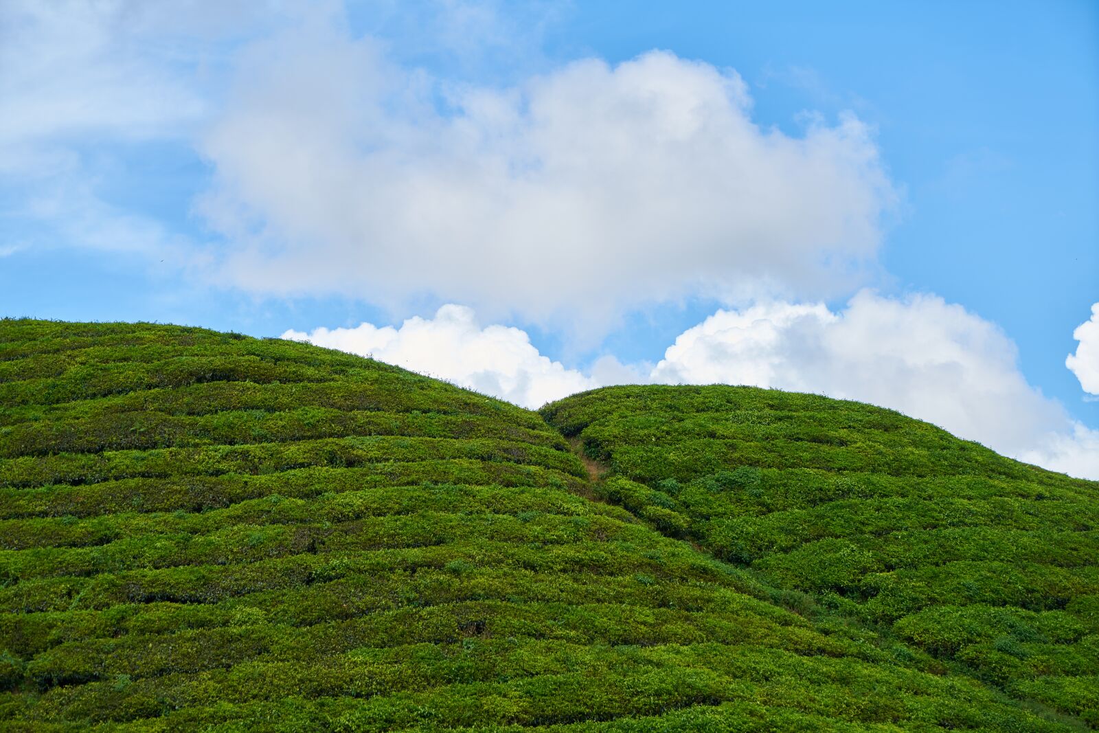 Sony a7R II sample photo. Landscape, green, tea photography