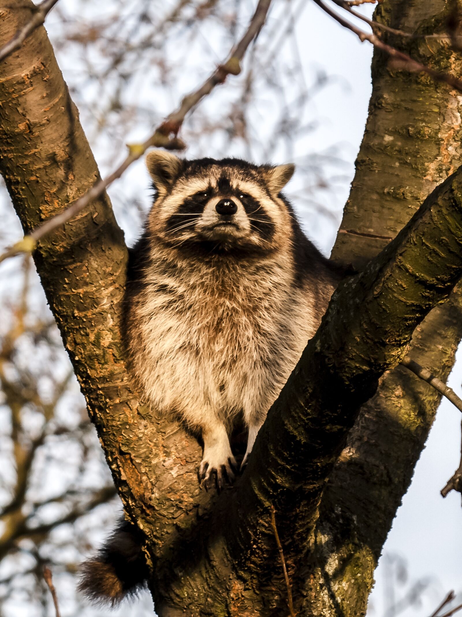 Olympus E-3 sample photo. Raccoon, mammal, animal photography