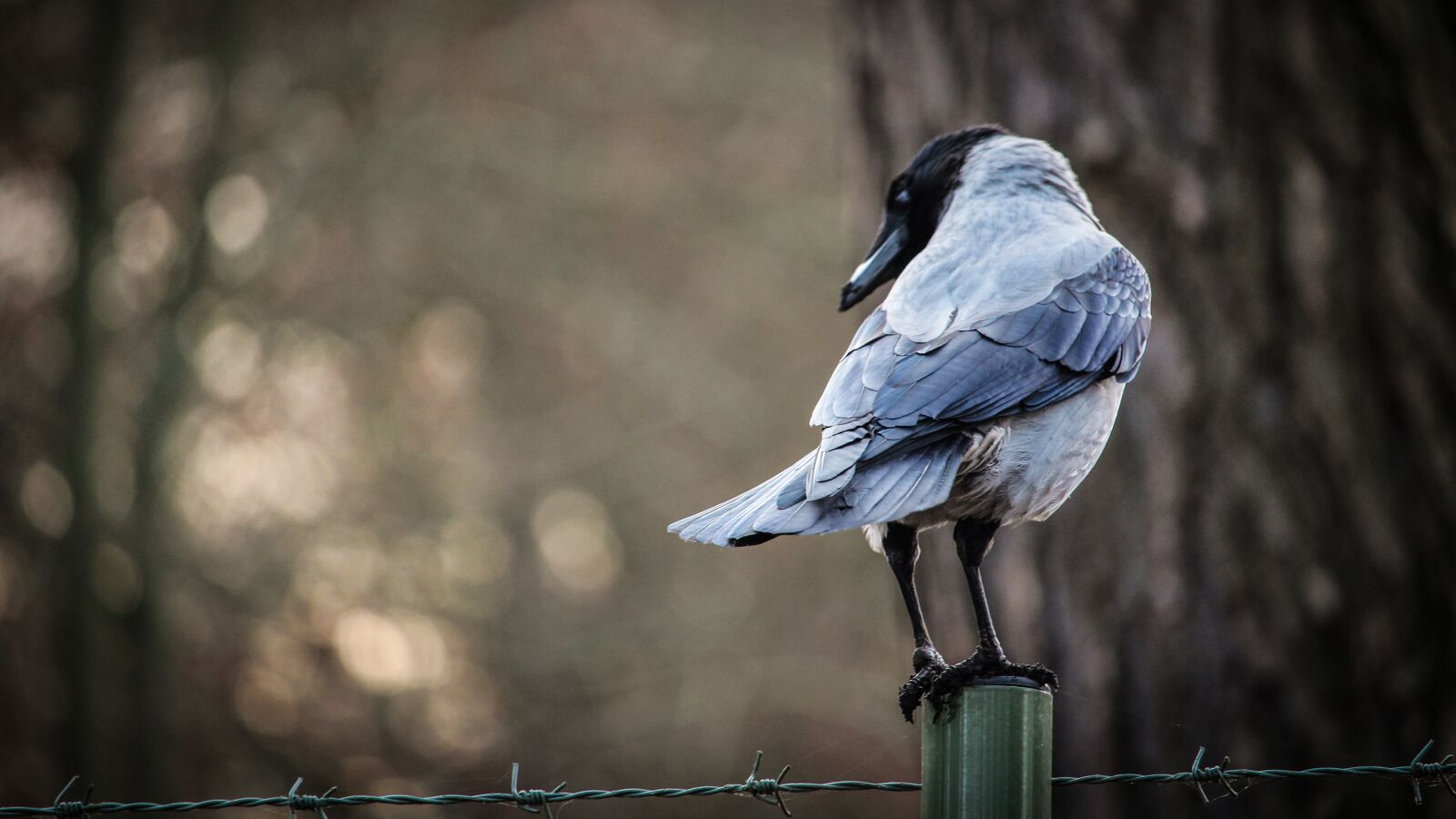 Canon EOS 1300D (EOS Rebel T6 / EOS Kiss X80) sample photo. Crow, natural, bird photography
