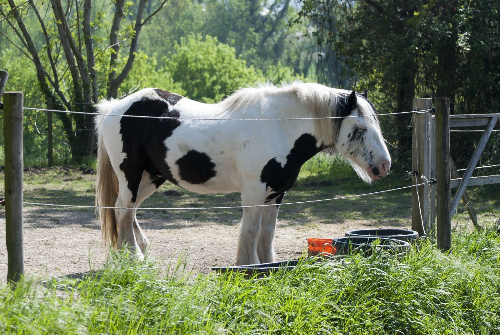Nikon D80 sample photo. Work horse, belgian draft photography