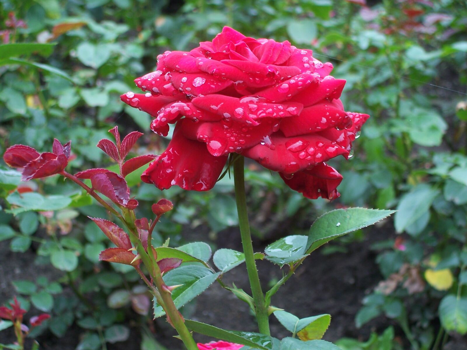 Kodak CX7525 ZOOM DIGITAL CAMERA sample photo. Red, rose, water, drops photography
