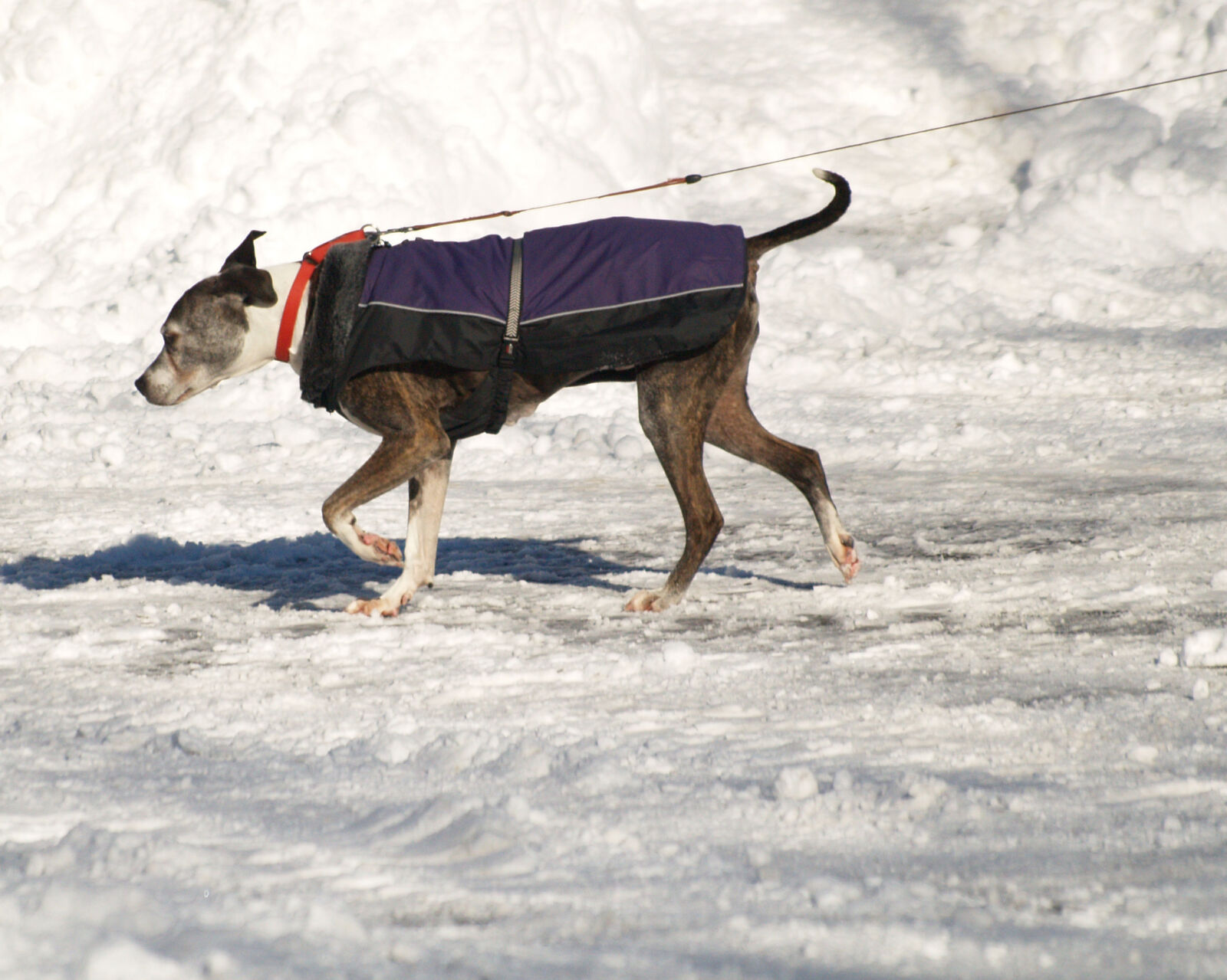 Olympus E-500 (EVOLT E-500) sample photo. Dog, pet, snow, walking photography