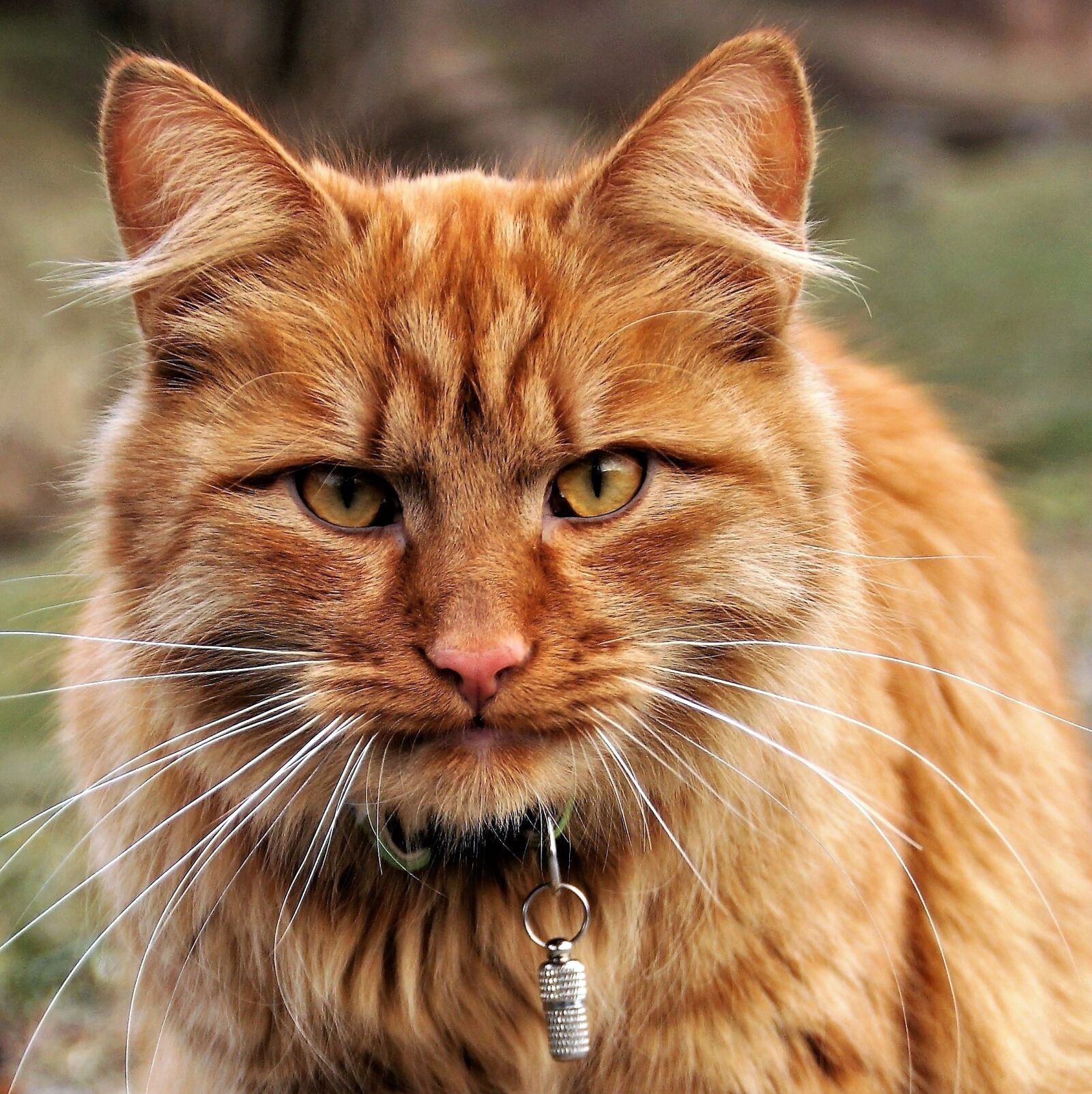 Sony SLT-A58 sample photo. Cat, tomcat, redheaded photography