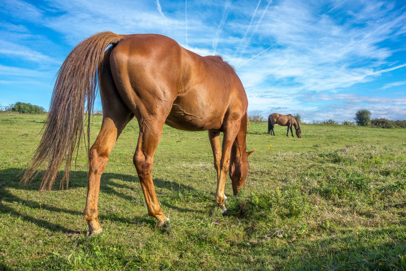 Sony Cyber-shot DSC-RX100 sample photo. Horse, brown, nature photography