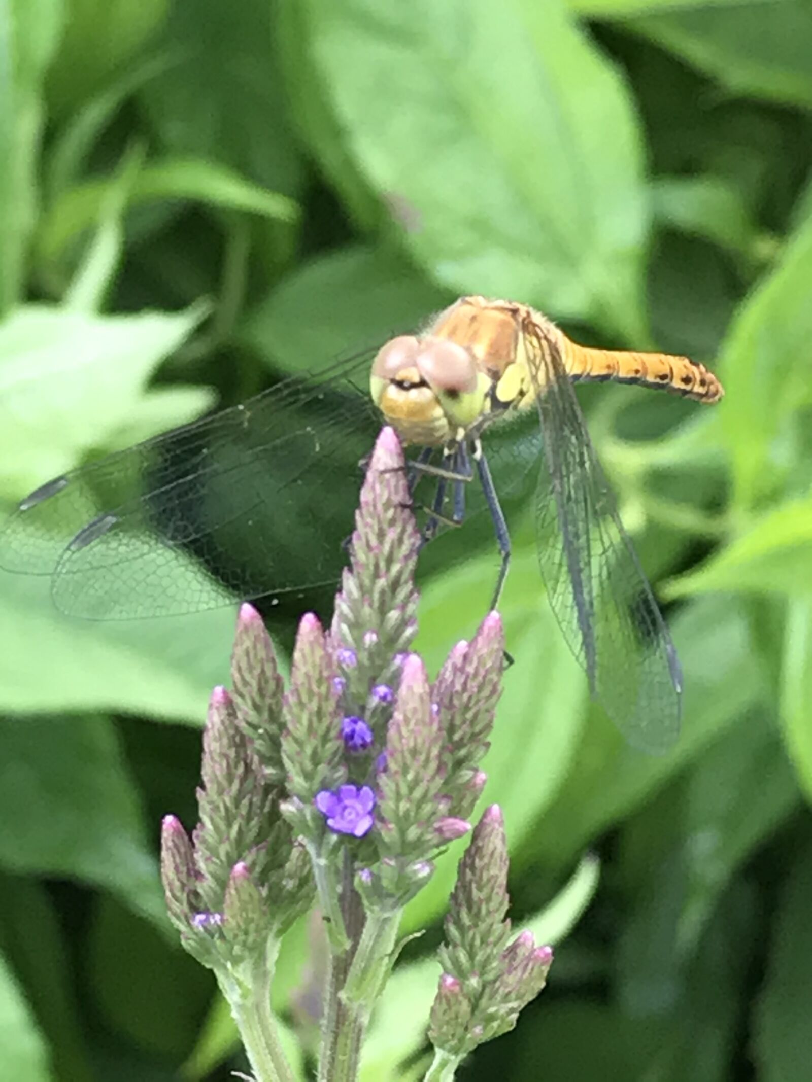 iPhone 7 back camera 3.99mm f/1.8 sample photo. Dragonfly, westerlee, jan wanted photography