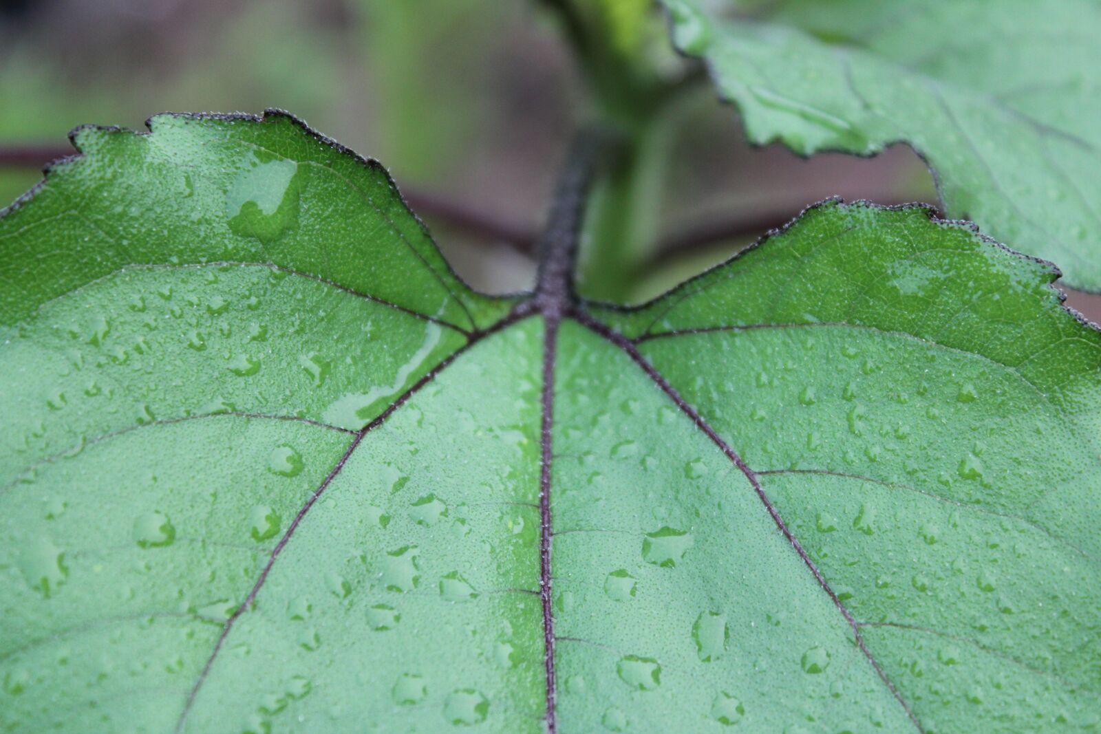 Canon EOS 550D (EOS Rebel T2i / EOS Kiss X4) sample photo. Leaf, flora, nature photography