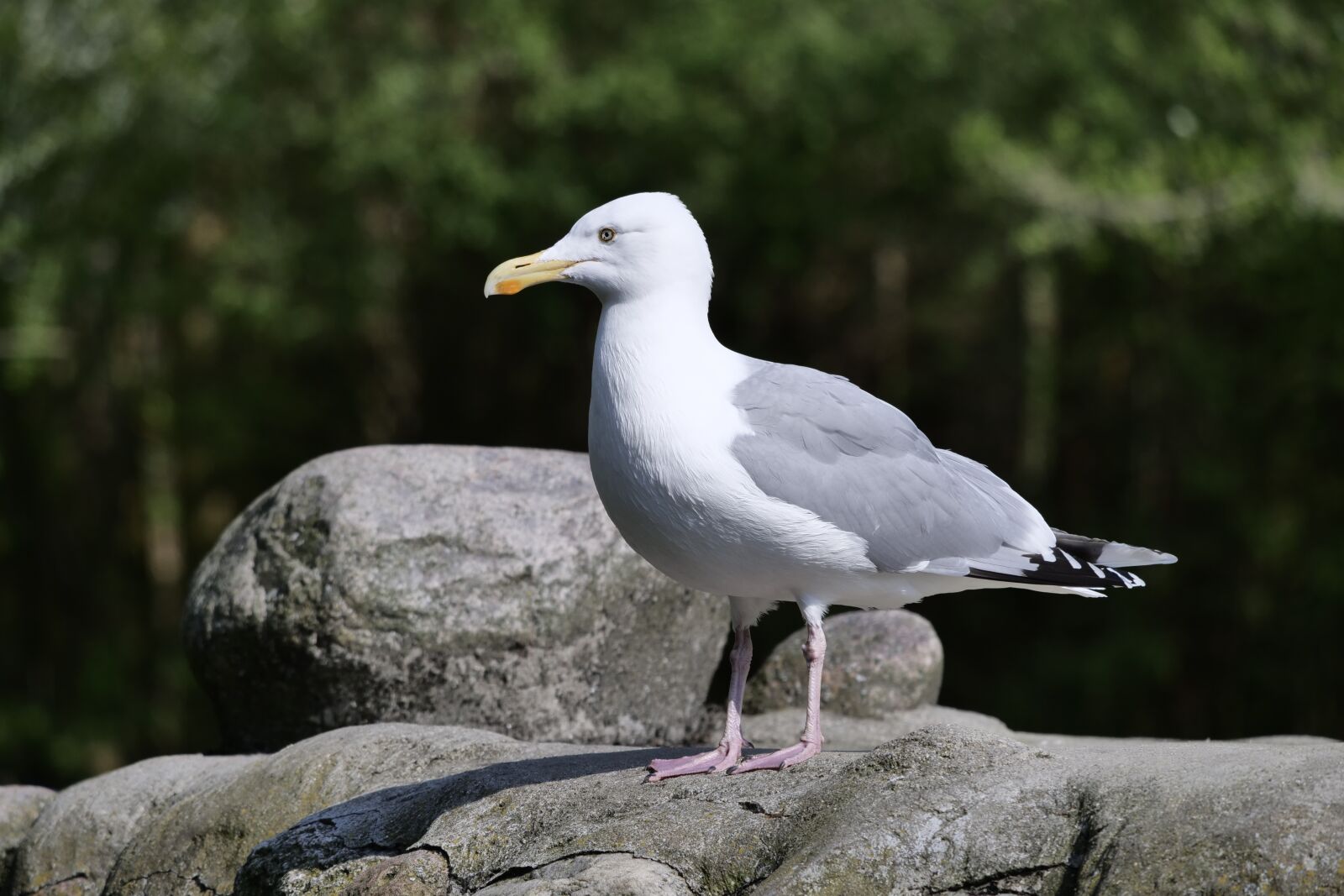Panasonic Lumix DC-G9 sample photo. Gull, bird, animal world photography