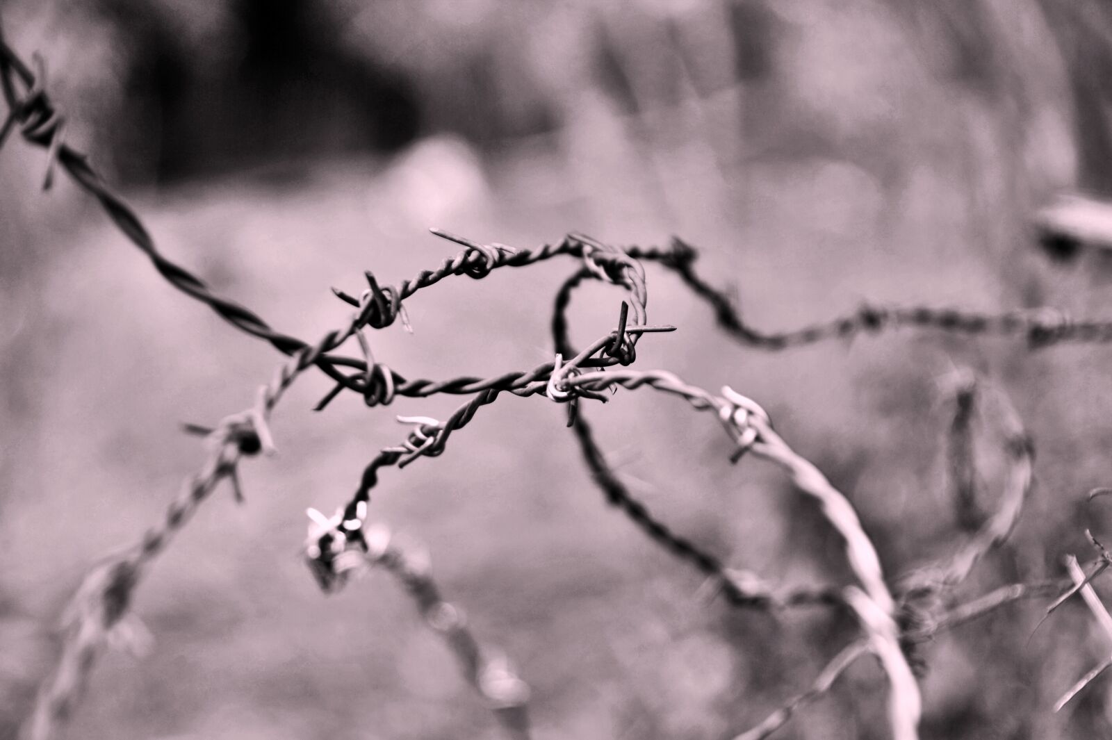 Nikon D700 sample photo. Wire, prohibition, fence photography