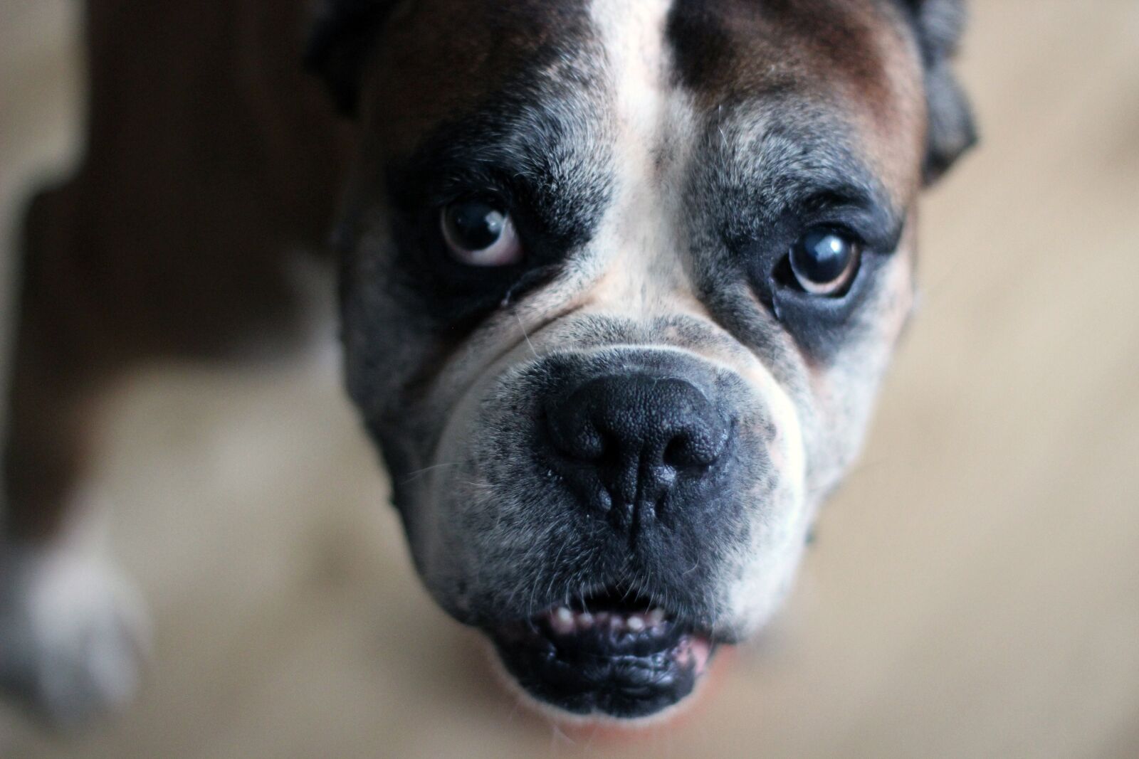 Canon EOS 600D (Rebel EOS T3i / EOS Kiss X5) + Canon EF 50mm F1.4 USM sample photo. Dog, animal, boxer photography