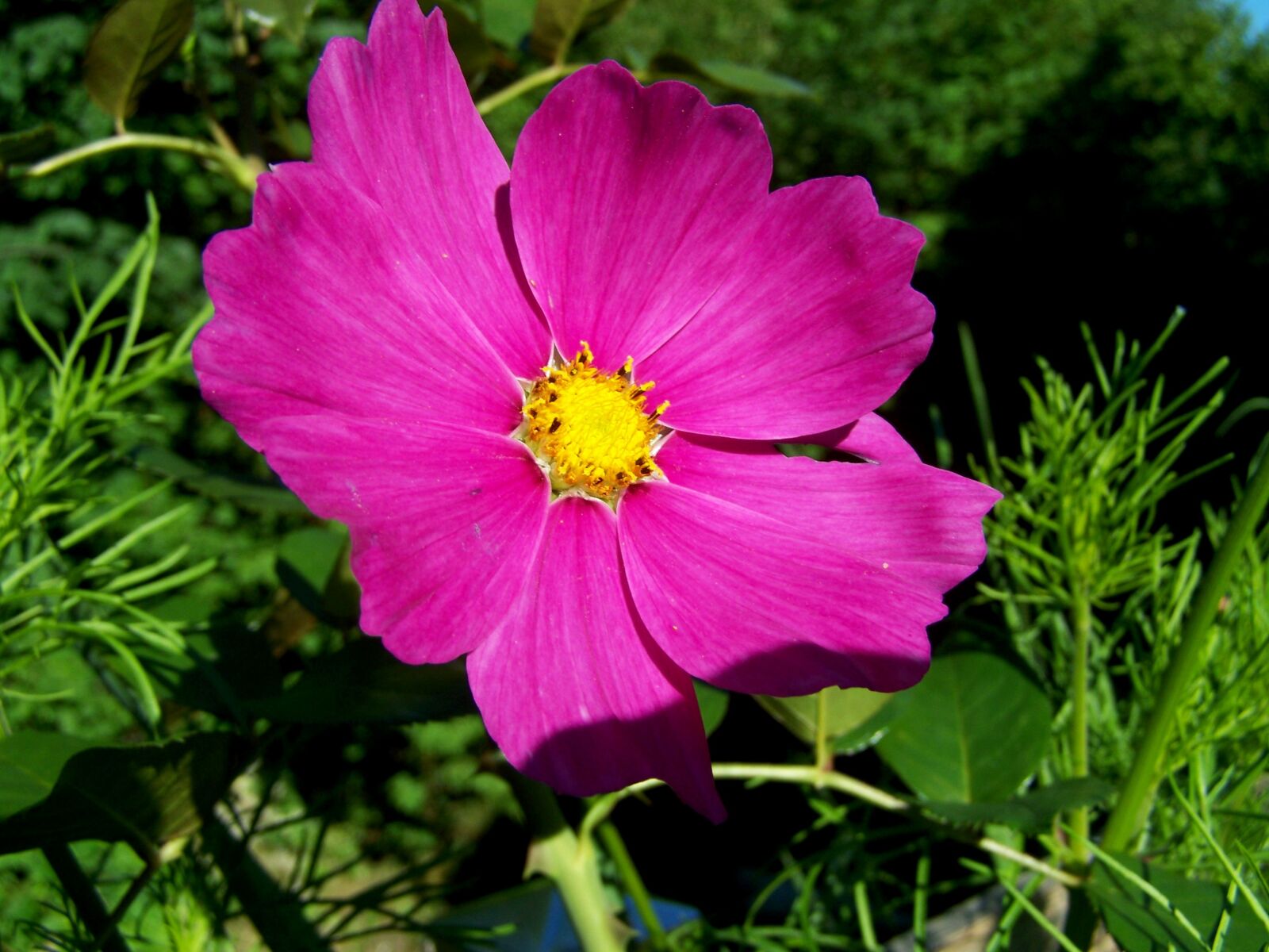 Kodak EASYSHARE ZD710 ZOOM DIGITAL CAMERA sample photo. Wind flower, flower, garden photography