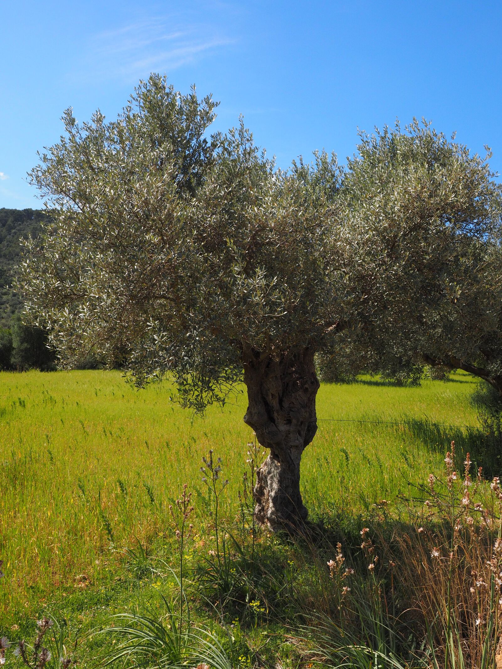 Olympus OM-D E-M1 + Olympus M.Zuiko Digital ED 12-40mm F2.8 Pro sample photo. Olive tree, olive plantation photography