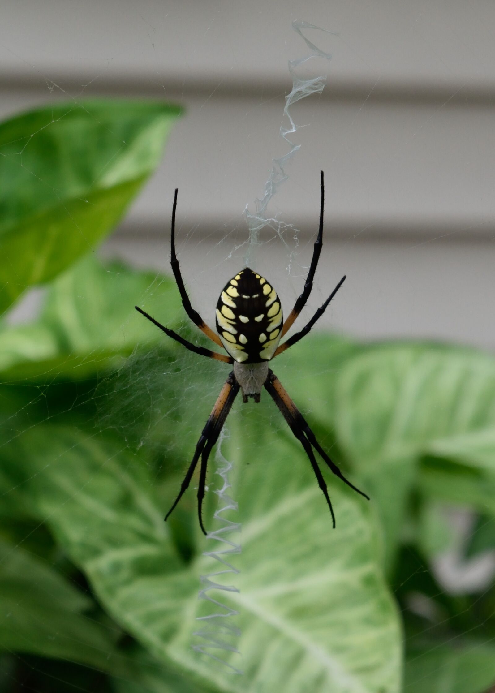 Nikon D3300 sample photo. Spider, garden, web photography