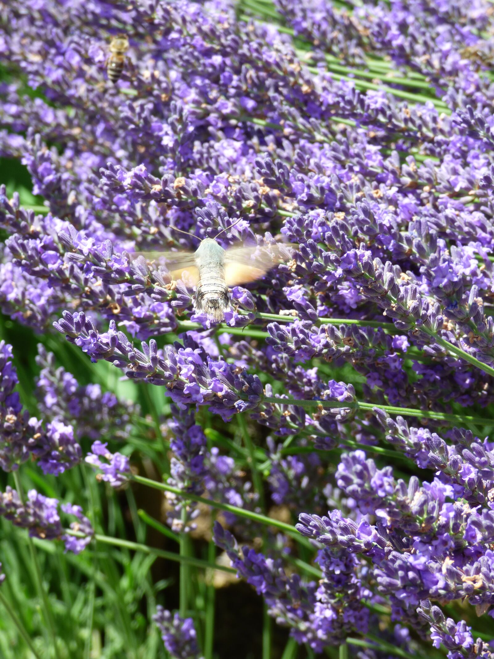 Panasonic DMC-FZ72 sample photo. Lavender, bees and owls photography