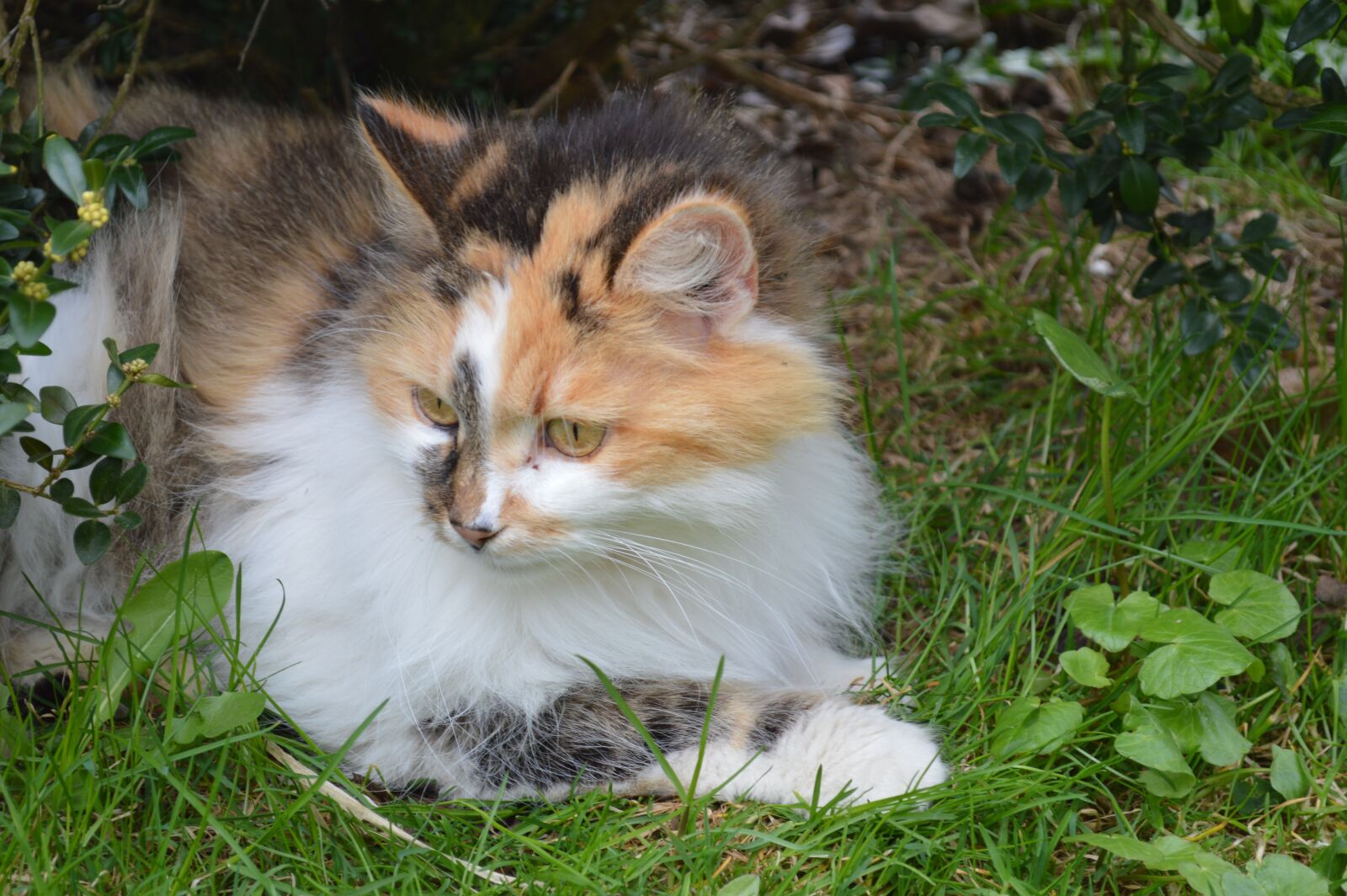 Nikon D3200 sample photo. Cat, animal, garden photography