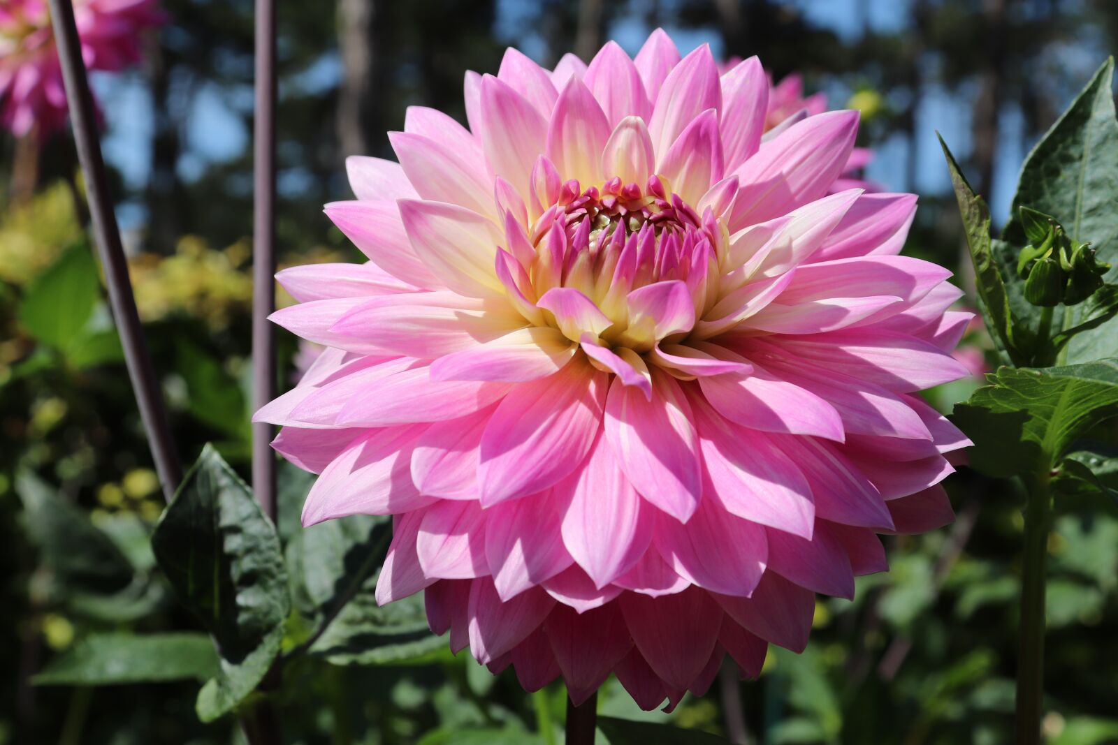 Canon EOS 800D (EOS Rebel T7i / EOS Kiss X9i) sample photo. Dahlias, flowers, plants photography