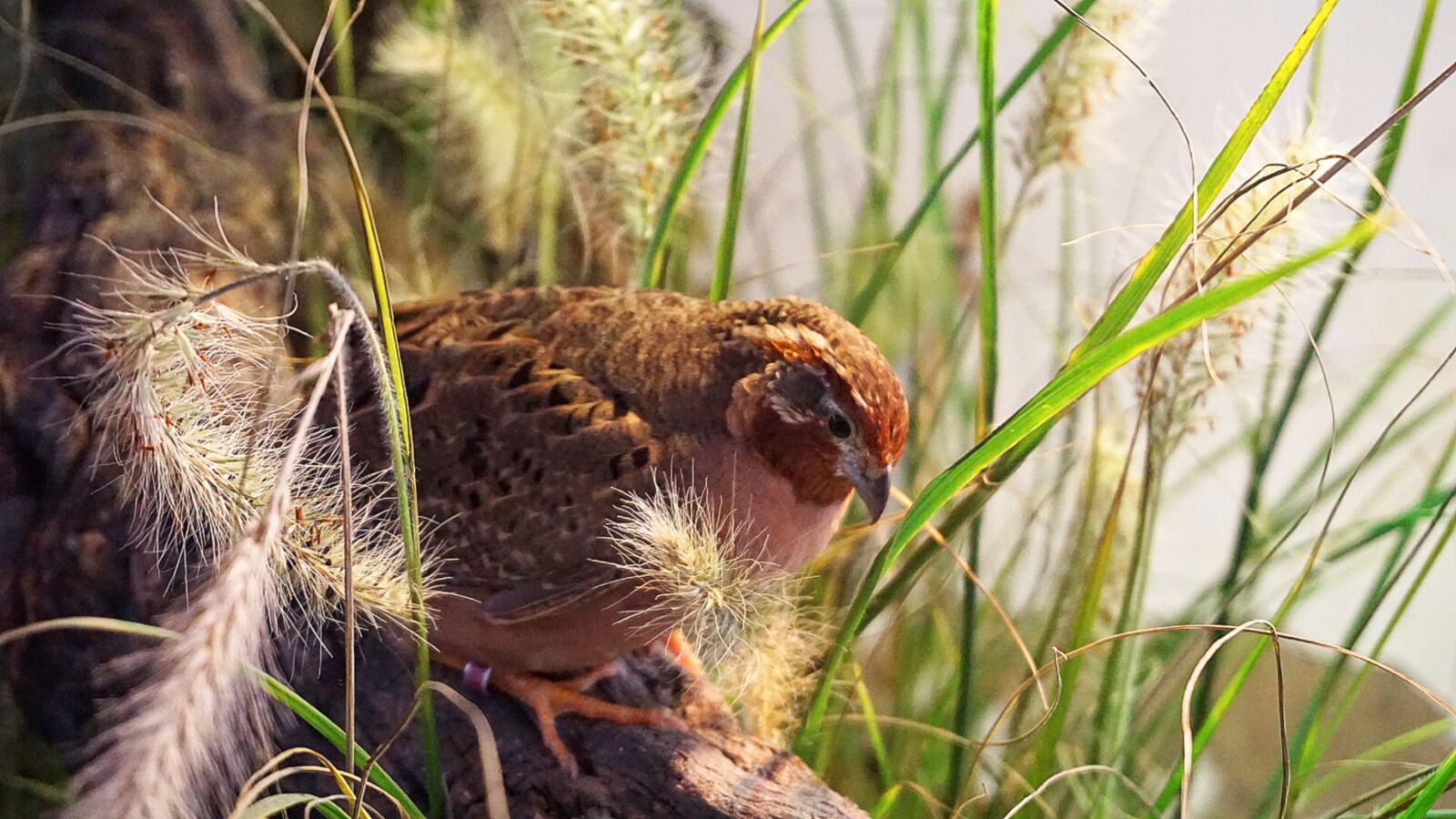 Sony a6000 sample photo. Francolin quail, jungle quail photography