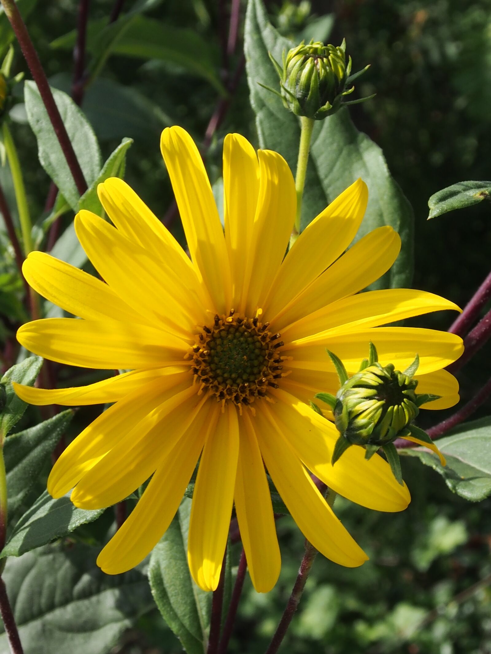 Olympus OM-D E-M5 sample photo. Small sun flower, yellow photography