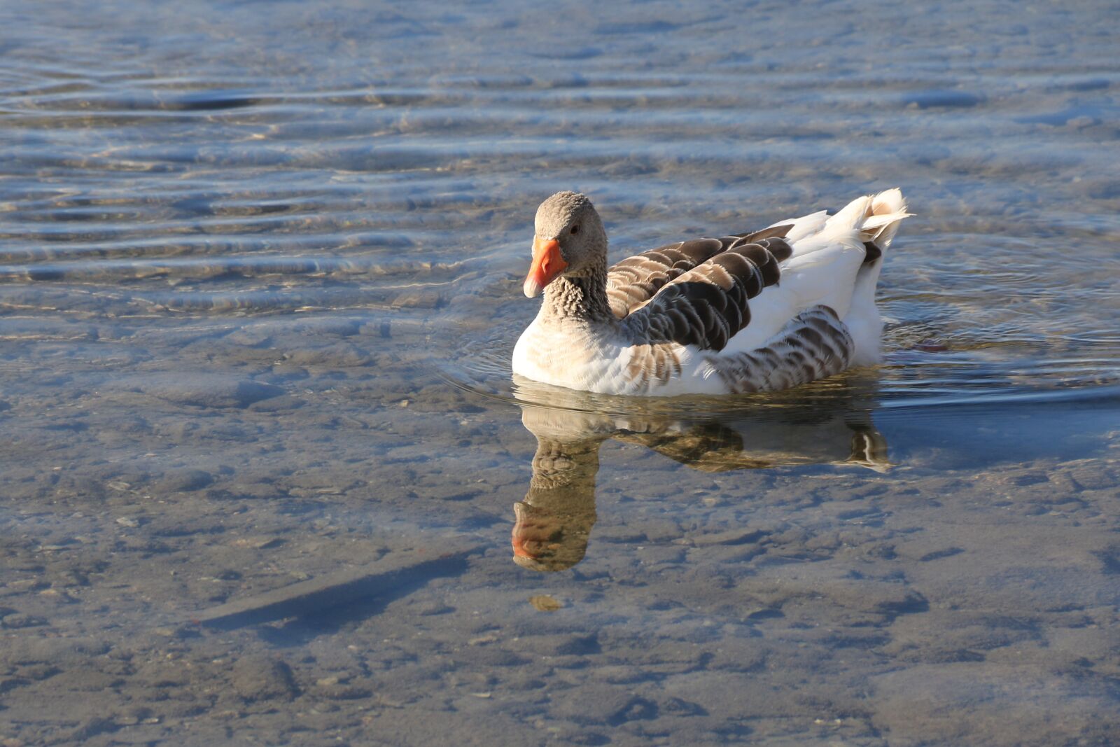 Canon EF-S 18-135mm F3.5-5.6 IS sample photo. Duck, marine, bird photography