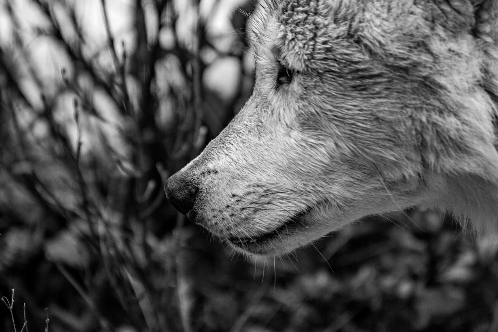 Nikon D500 sample photo. Wolf, nature, predator photography