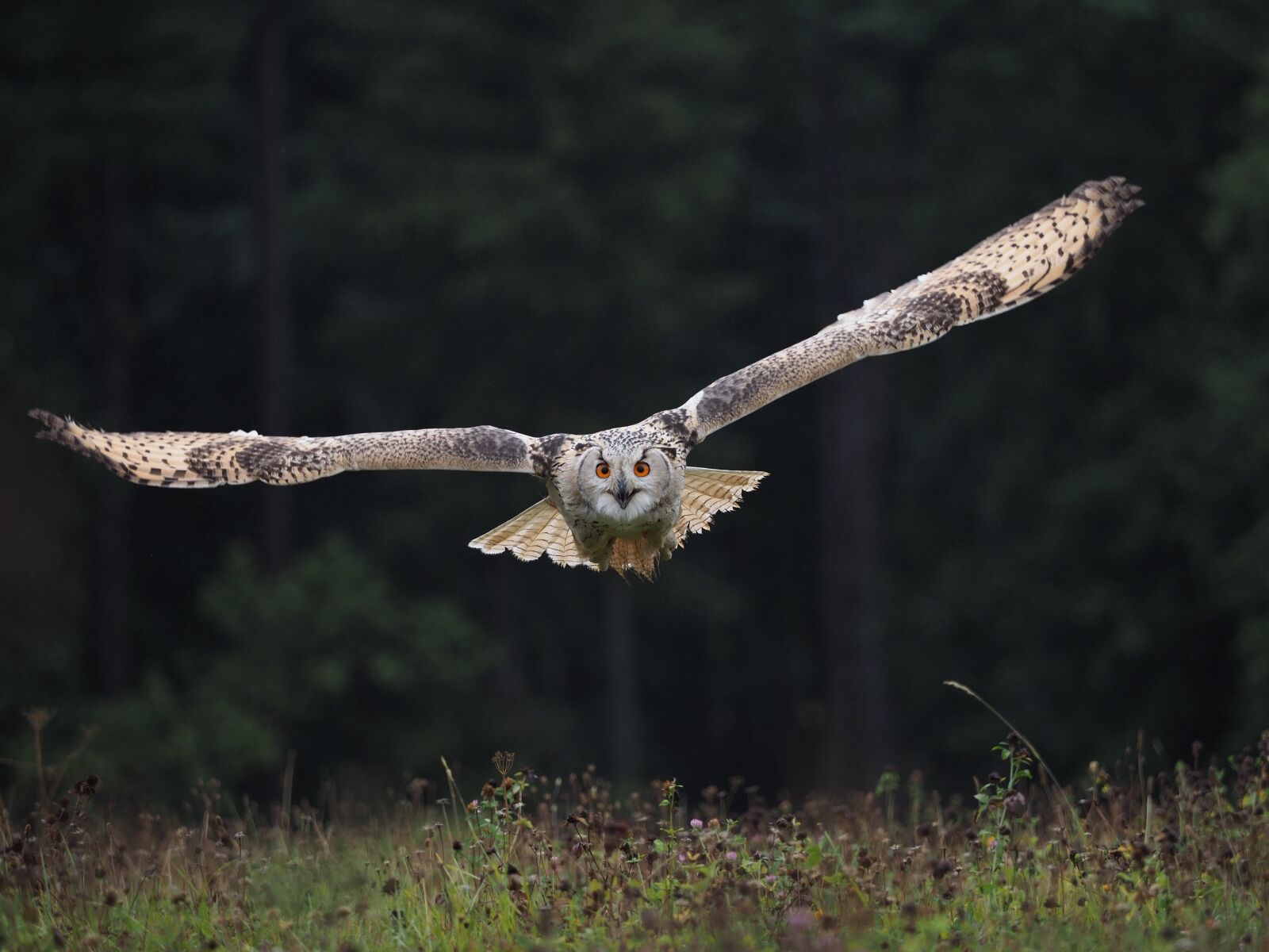 Olympus OM-D E-M1 Mark II + Olympus M.Zuiko Digital ED 40-150mm F2.8 Pro sample photo. Bird, animal, owl photography