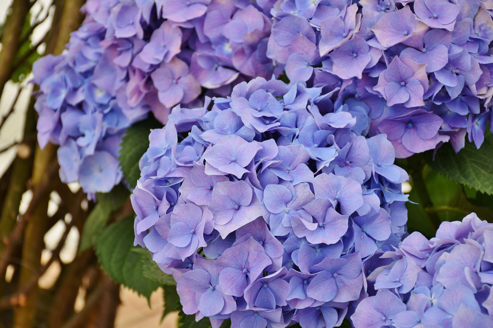 Nikon D7200 sample photo. Hydrangeas, flowers, purple photography