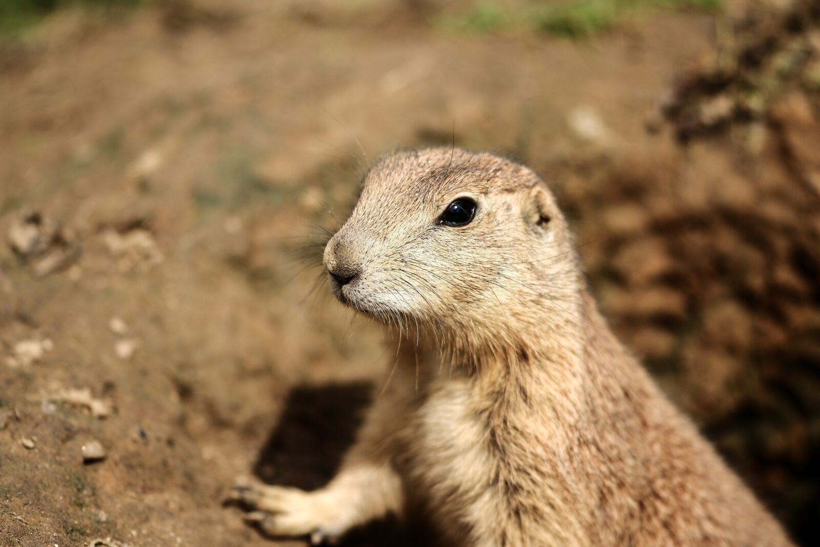Canon EOS 700D (EOS Rebel T5i / EOS Kiss X7i) sample photo. Prairie dog, animals, zoo photography