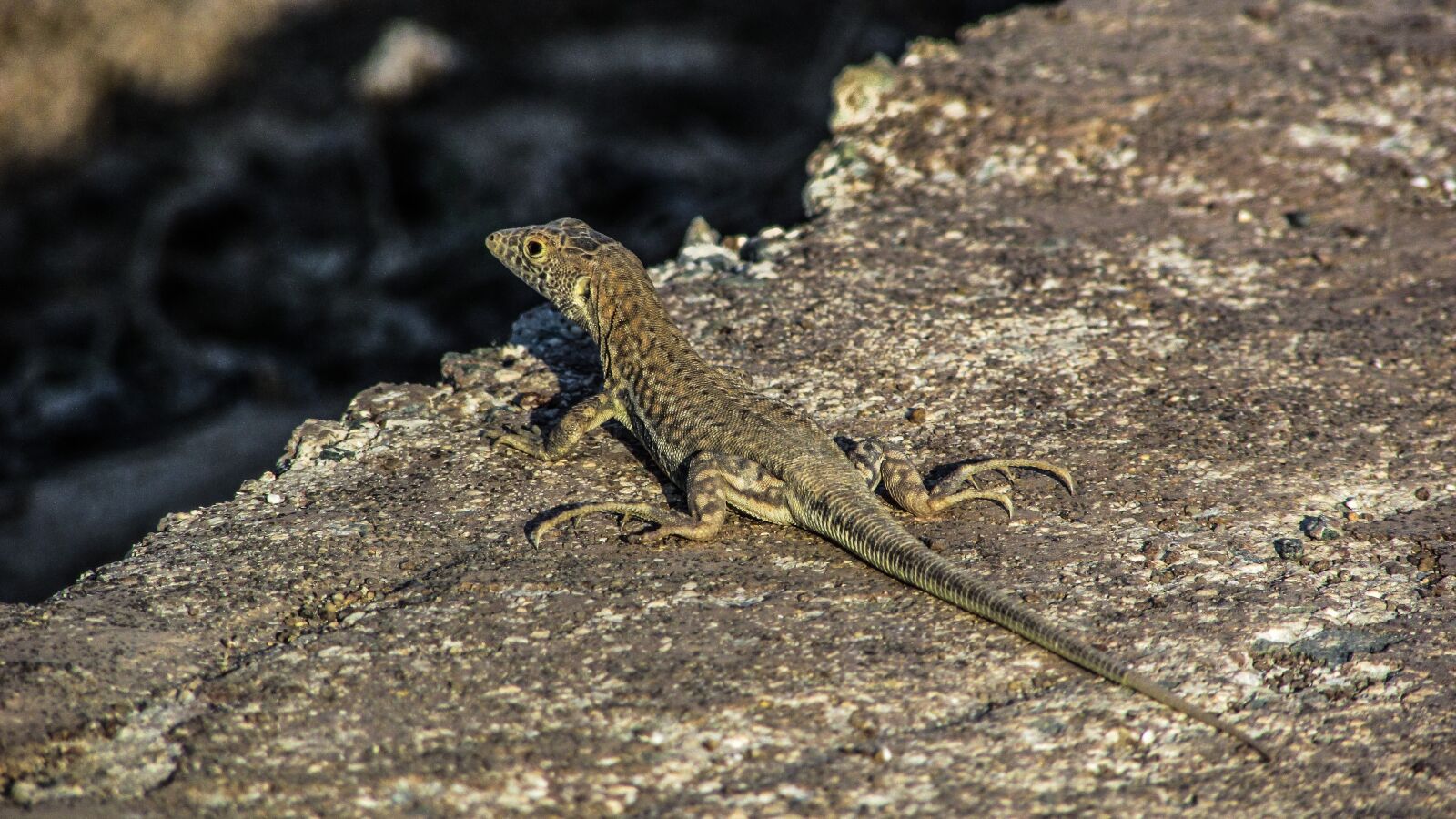 Canon PowerShot SX400 IS sample photo. Lizard, reptile, nature photography