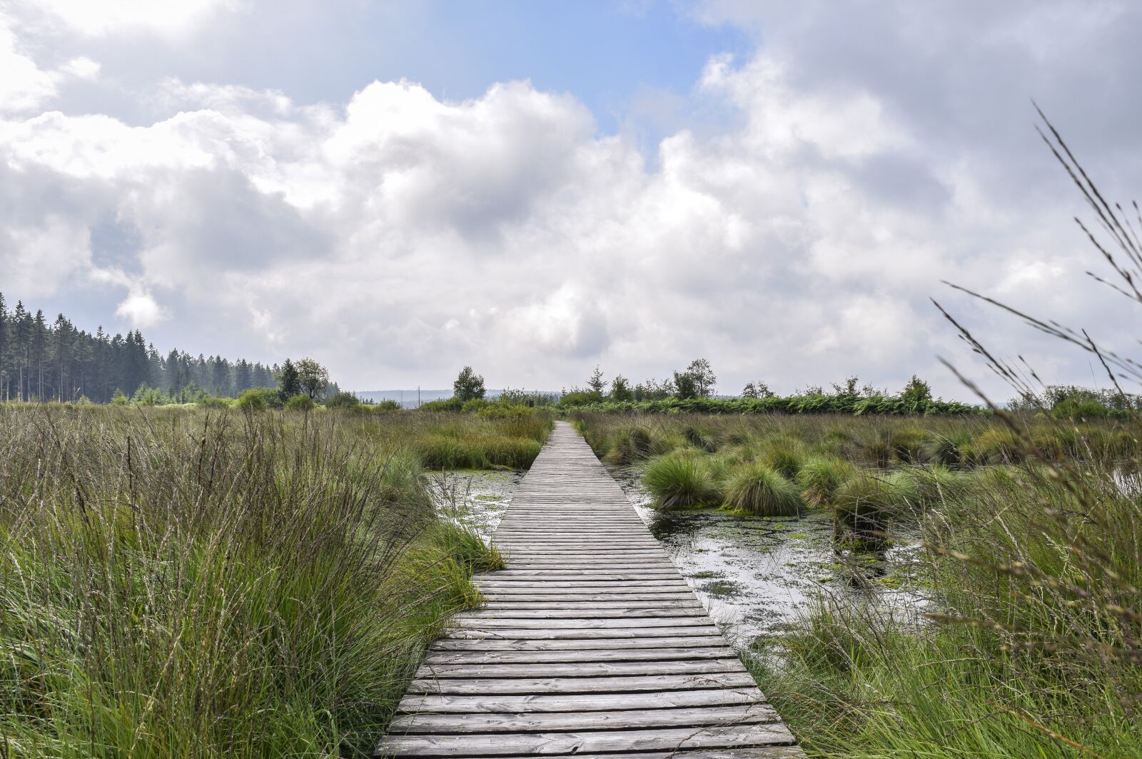 Nikon D3300 sample photo. Nature, landscape, moor photography