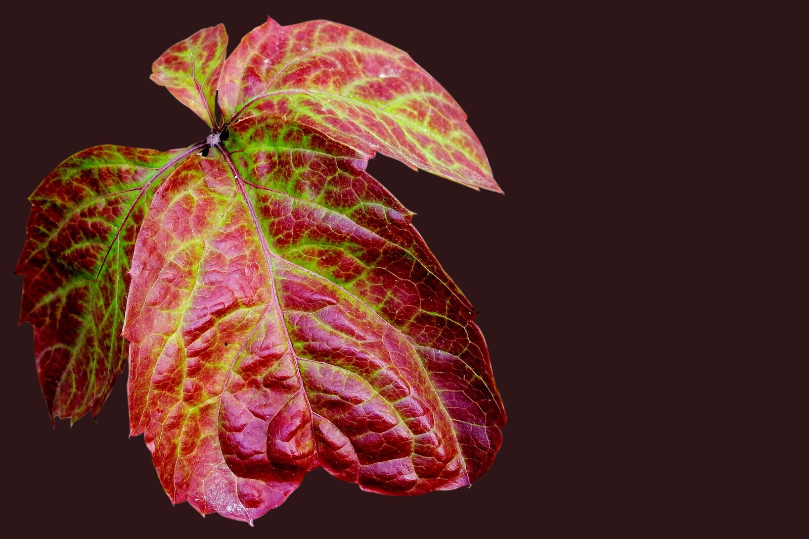 Nikon Coolpix P900 sample photo. Colorful leaves, leaves, fall photography