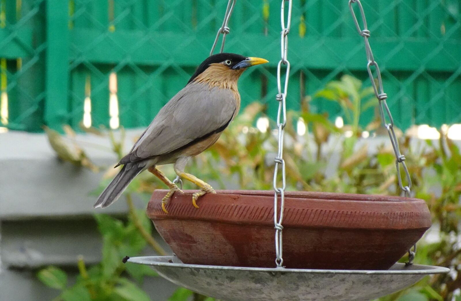 Sony DSC-WX800 sample photo. Bird, myna, mynah photography