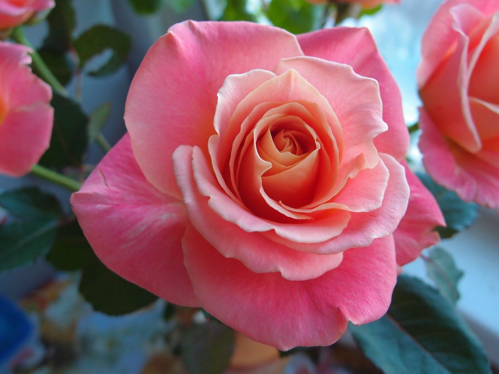 Olympus XZ-1 sample photo. Flowers, flower, rose photography