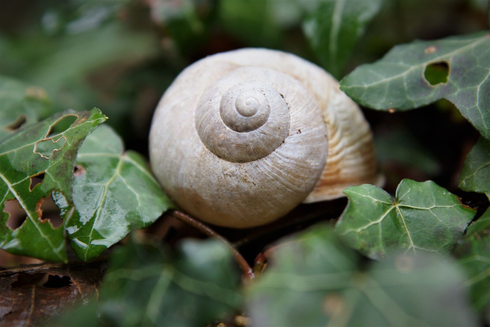 24-70mm F2.8 sample photo. Shell, nature, casing photography