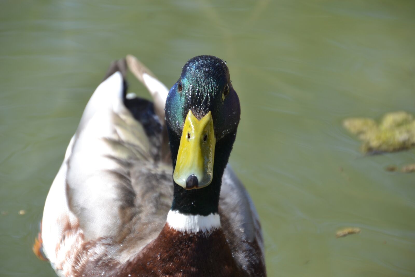 Nikon D3100 sample photo. Duck, mallard, water bird photography