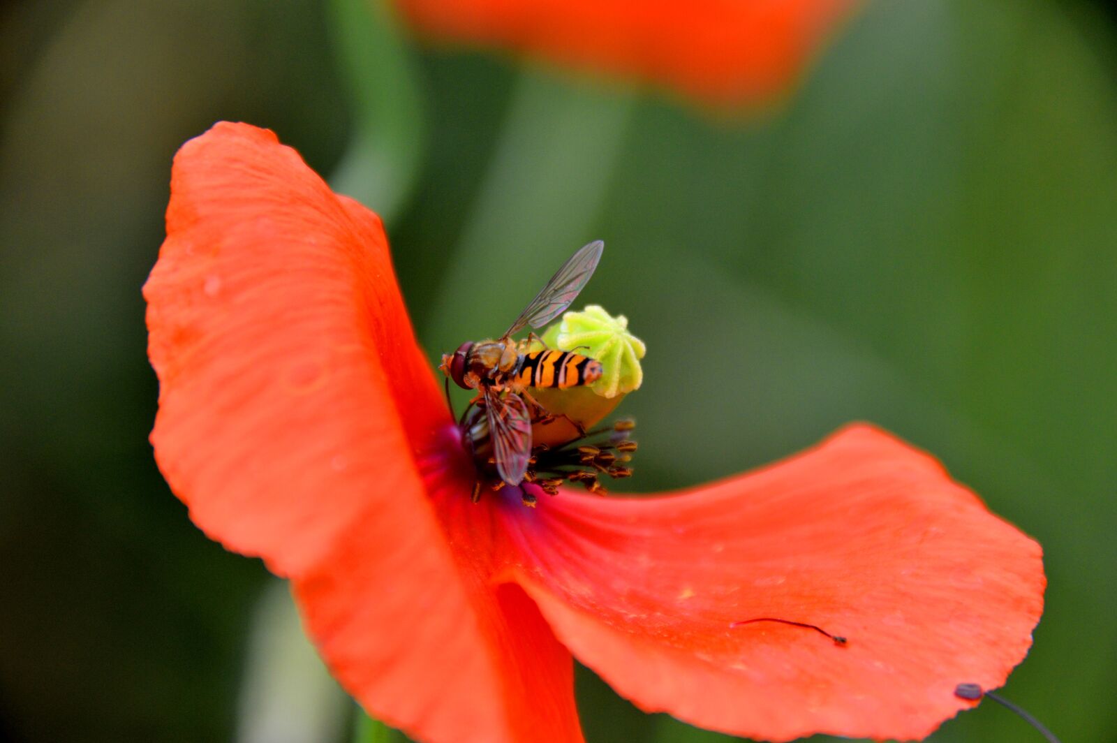 Nikon D3200 sample photo. Mohnblume, mohn, poppy photography