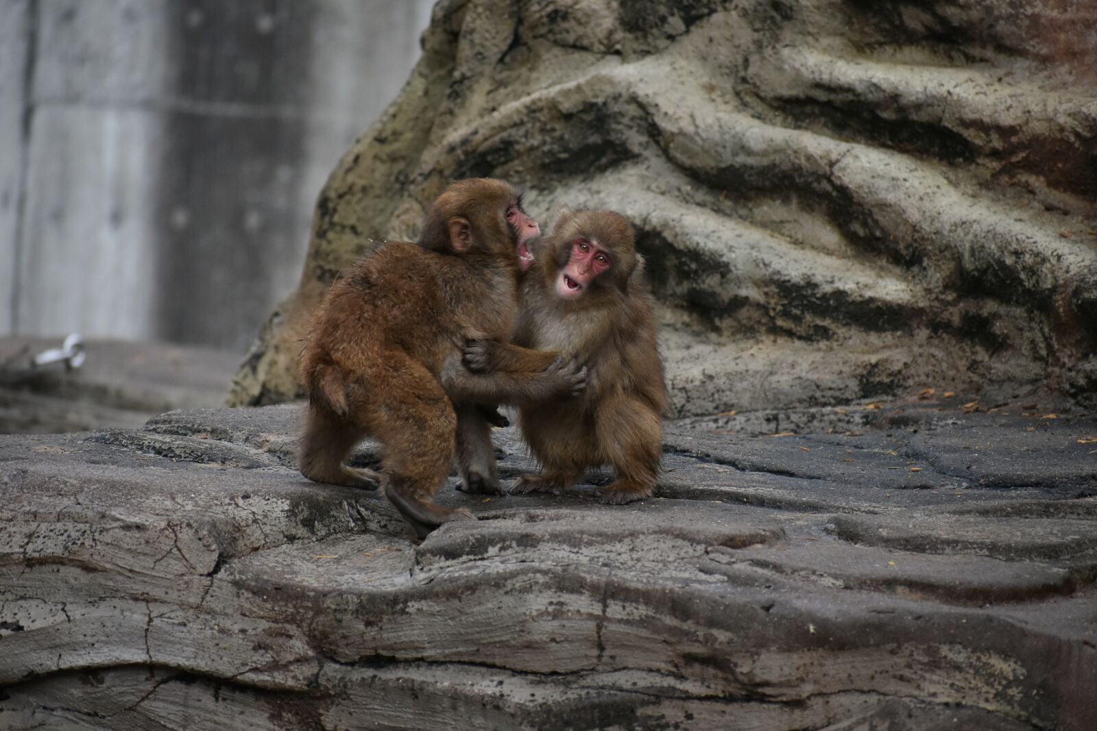 Nikon D7200 sample photo. Animal, monkey, baby japanese photography