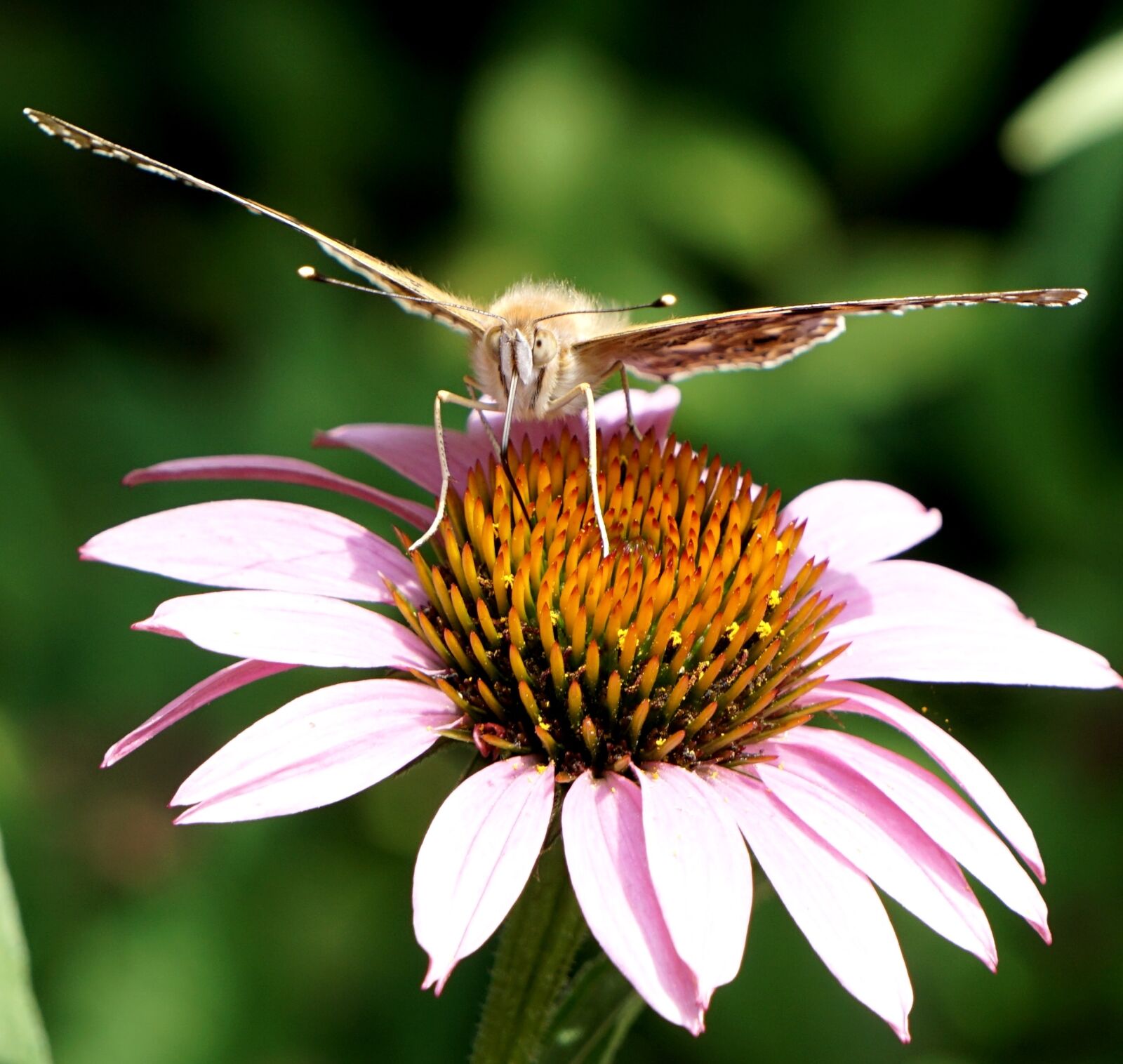 Sony E 55-210mm F4.5-6.3 OSS sample photo. Butterfly, blossom, bloom photography