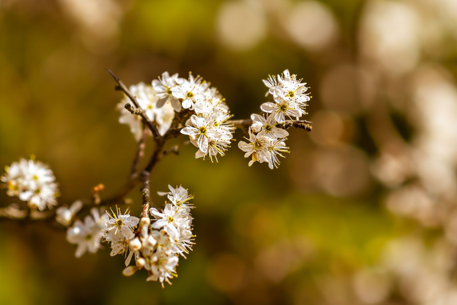 Nikon D750 sample photo. Flowers, white, nature photography