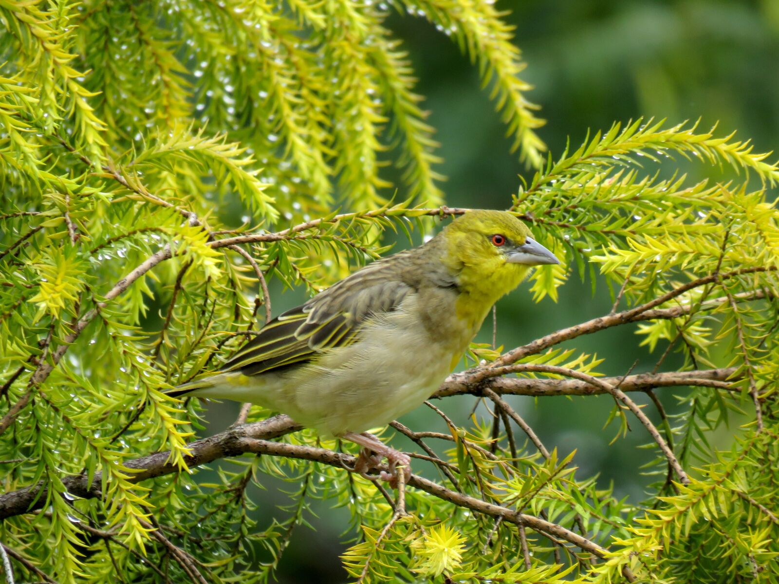 Canon PowerShot SX60 HS sample photo. Bird, weaver, south african photography